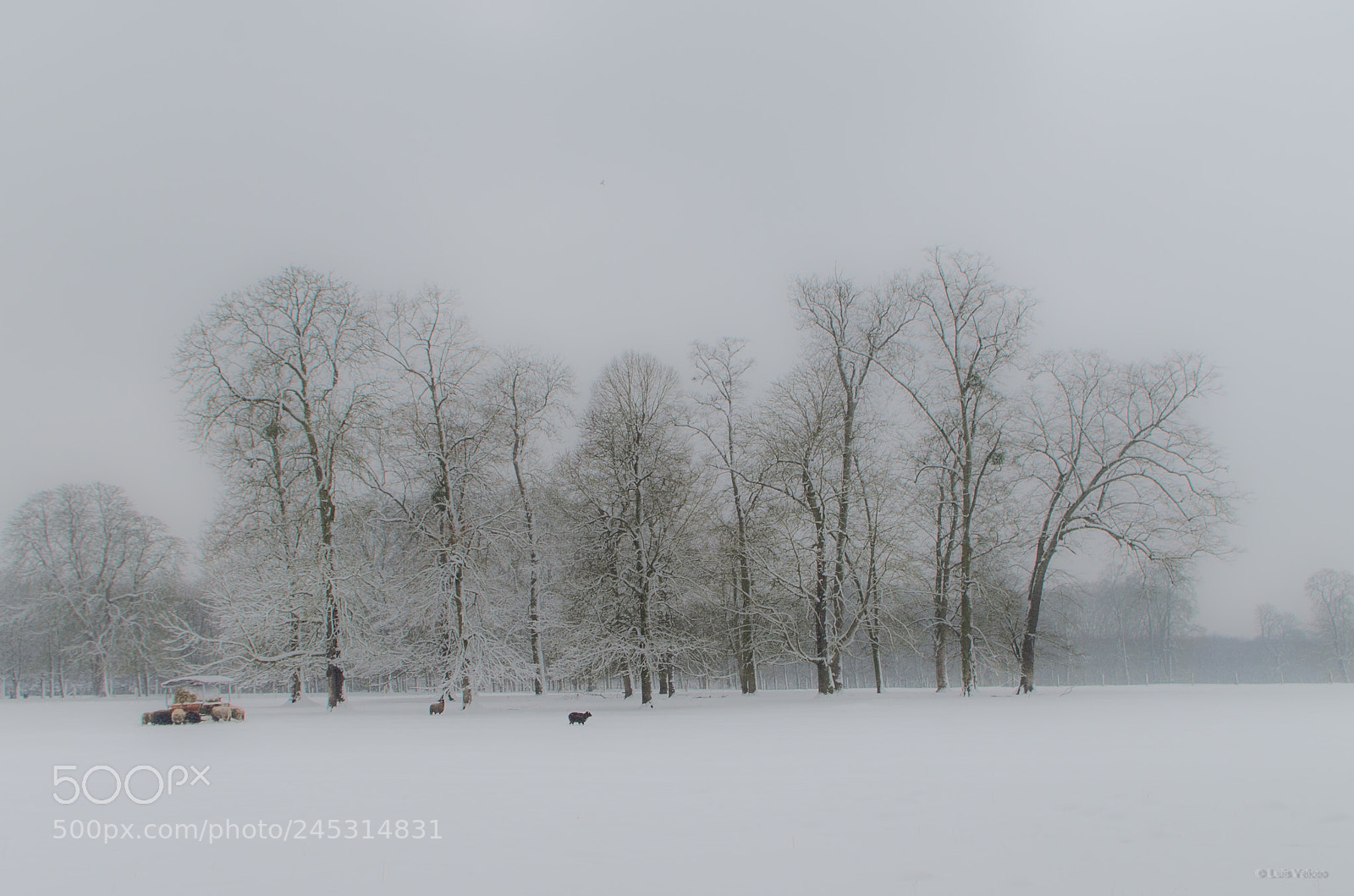 Pentax K-30 sample photo. Winter lambs photography