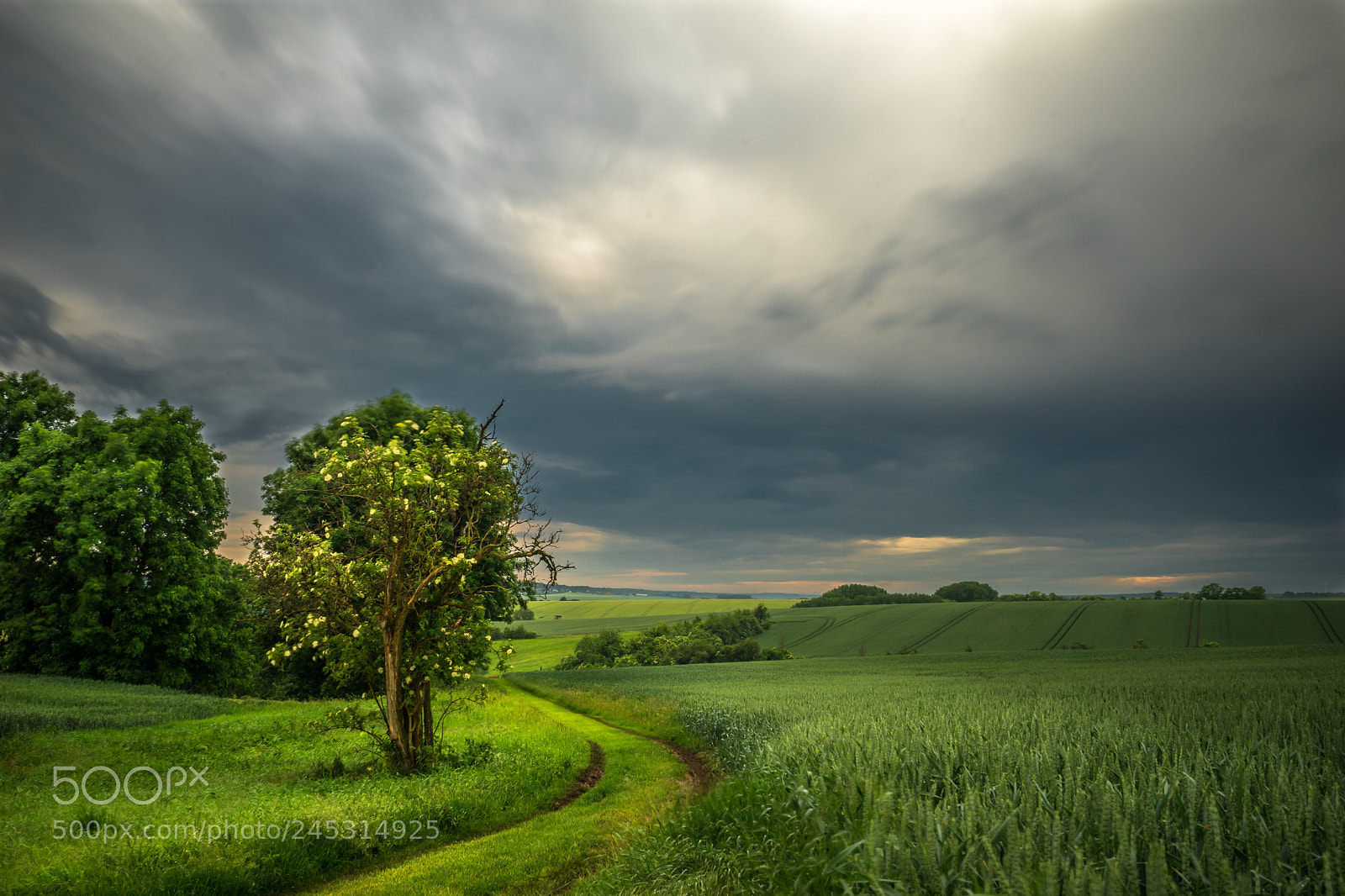 Sony a7 sample photo. Lonely tree photography