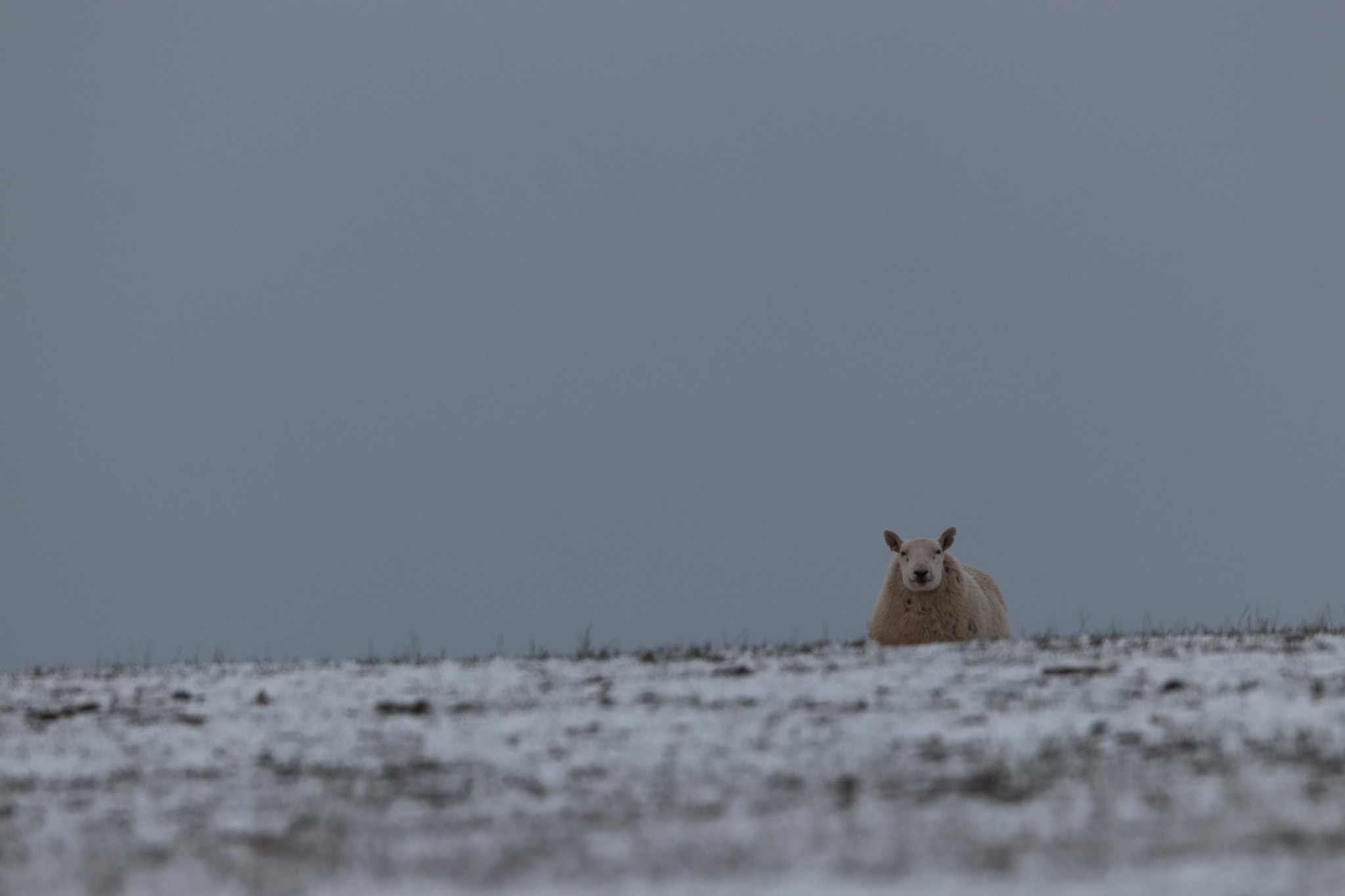 Sigma 150-600mm F5-6.3 DG OS HSM | C sample photo. Up periscope photography