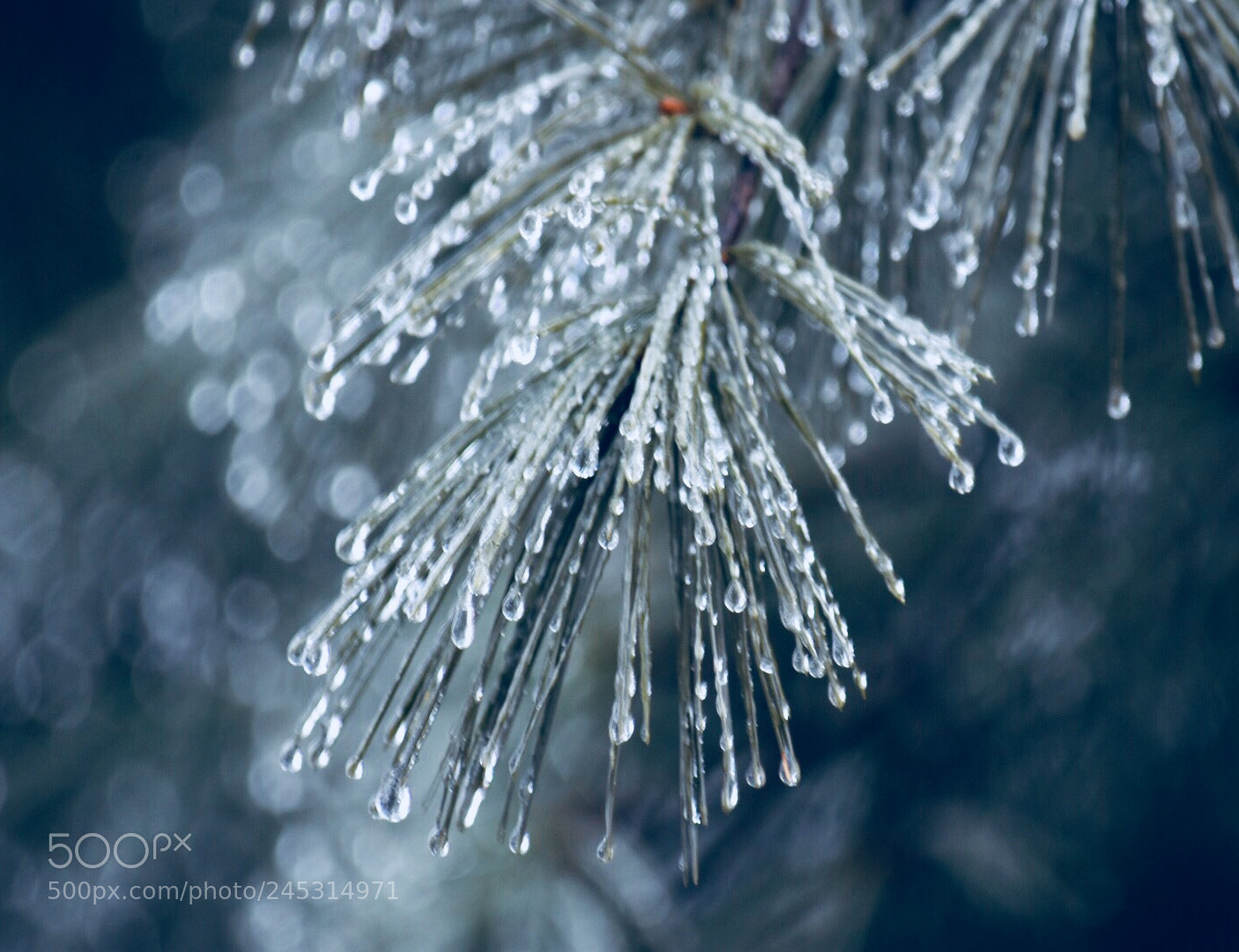 Nikon D7200 sample photo. Icy rain photography