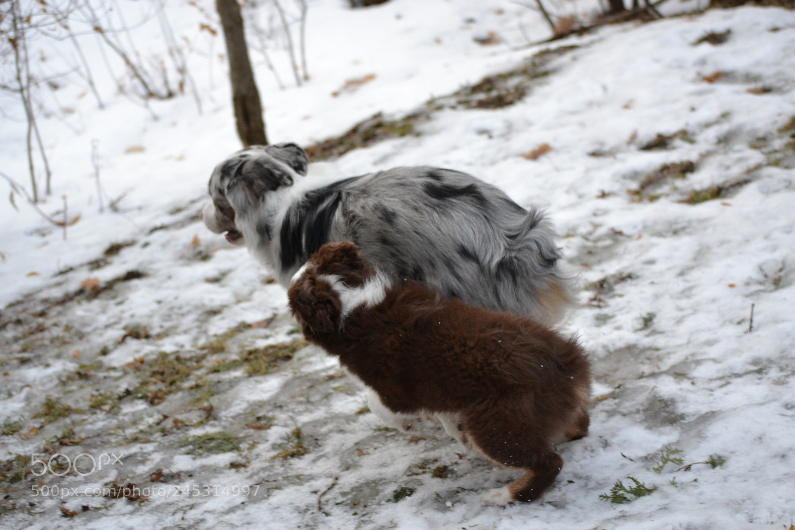 Nikon D3100 sample photo. Fox and skully photography