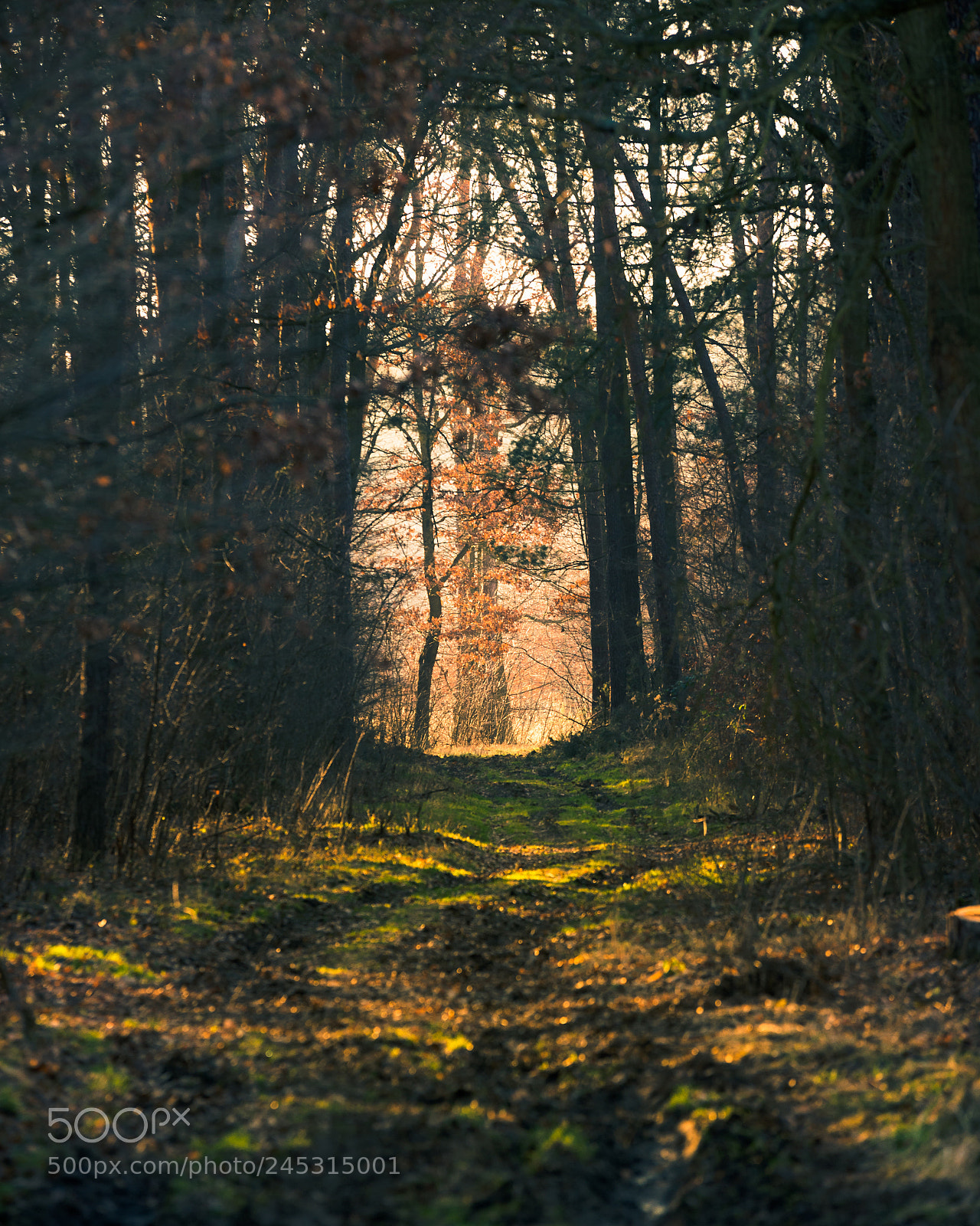 Nikon D610 sample photo. D610 photography