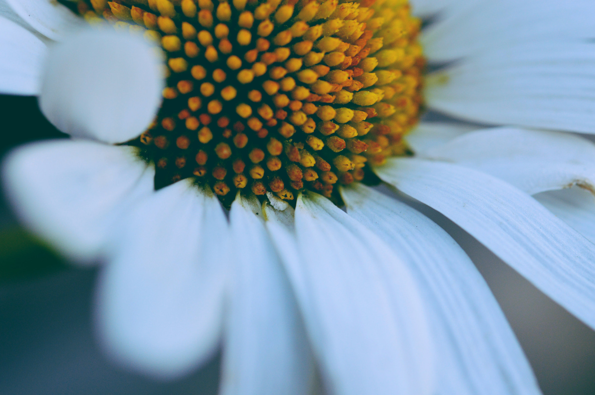 Nikon AF-S Micro-Nikkor 60mm F2.8G ED sample photo. Just yellow photography