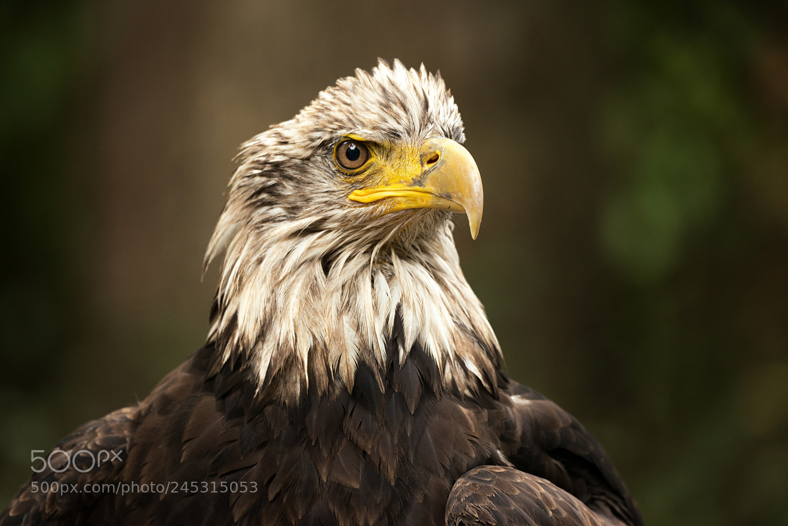 Nikon D800 sample photo. Bald eagle photography