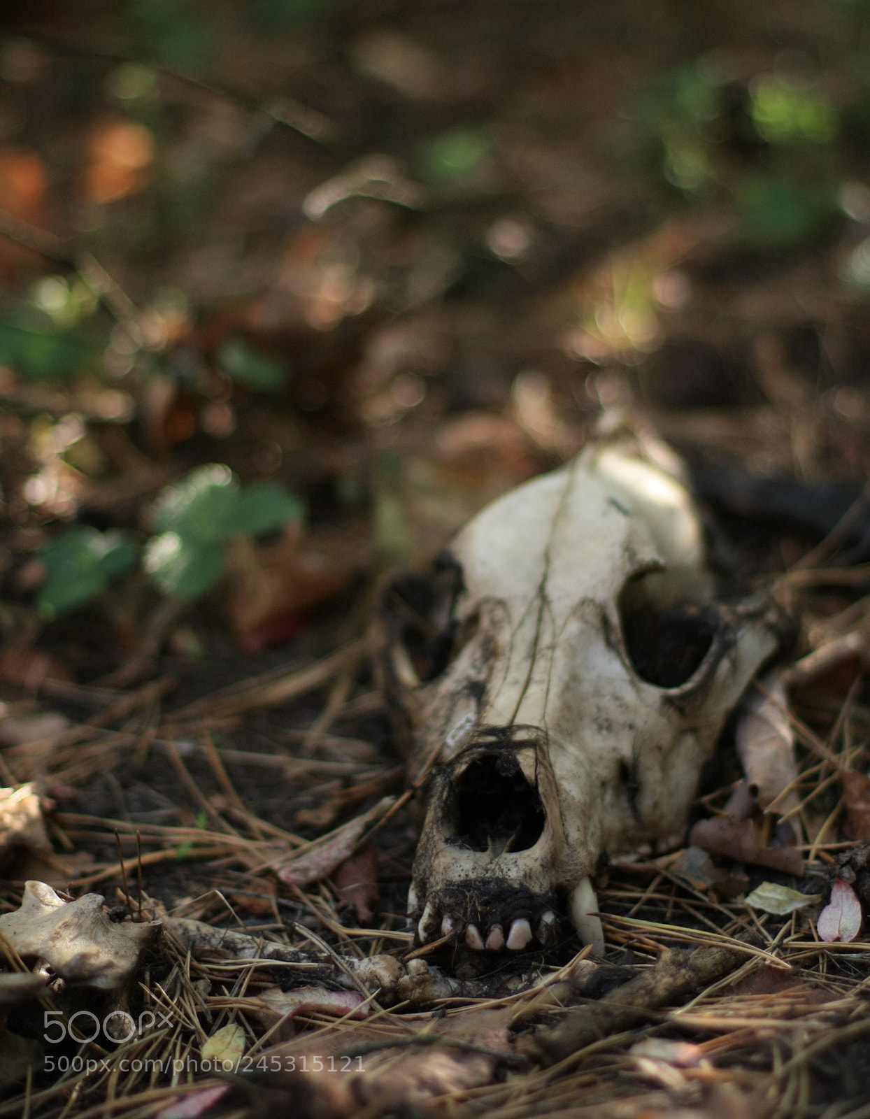 Canon EOS 450D (EOS Rebel XSi / EOS Kiss X2) sample photo. Skull photography
