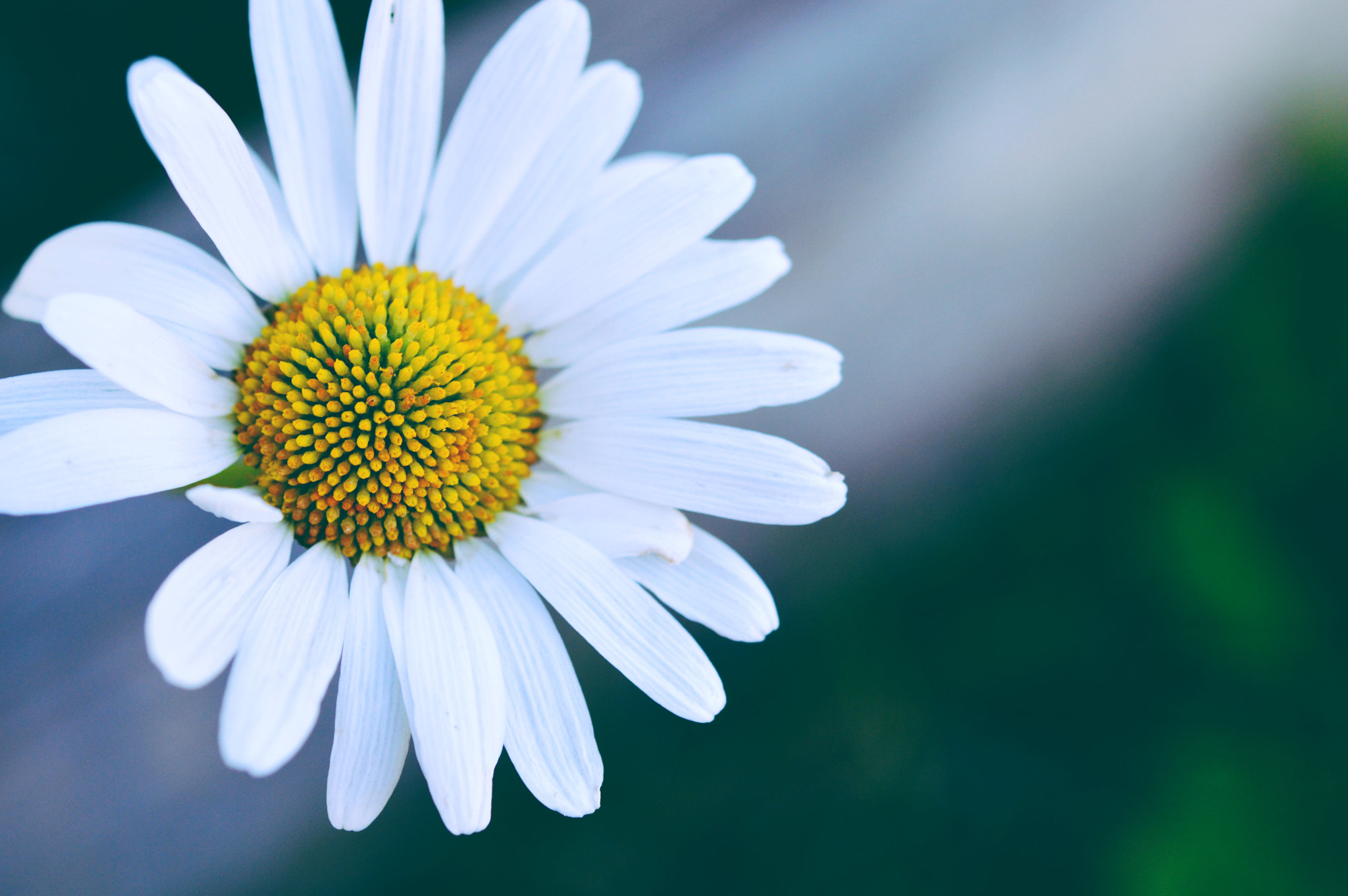 Nikon D3200 + Nikon AF-S Micro-Nikkor 60mm F2.8G ED sample photo. A big white and yellow flower photography