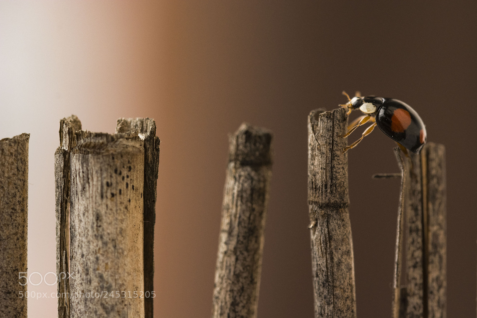 Nikon D7100 sample photo. Asian ladybug photography