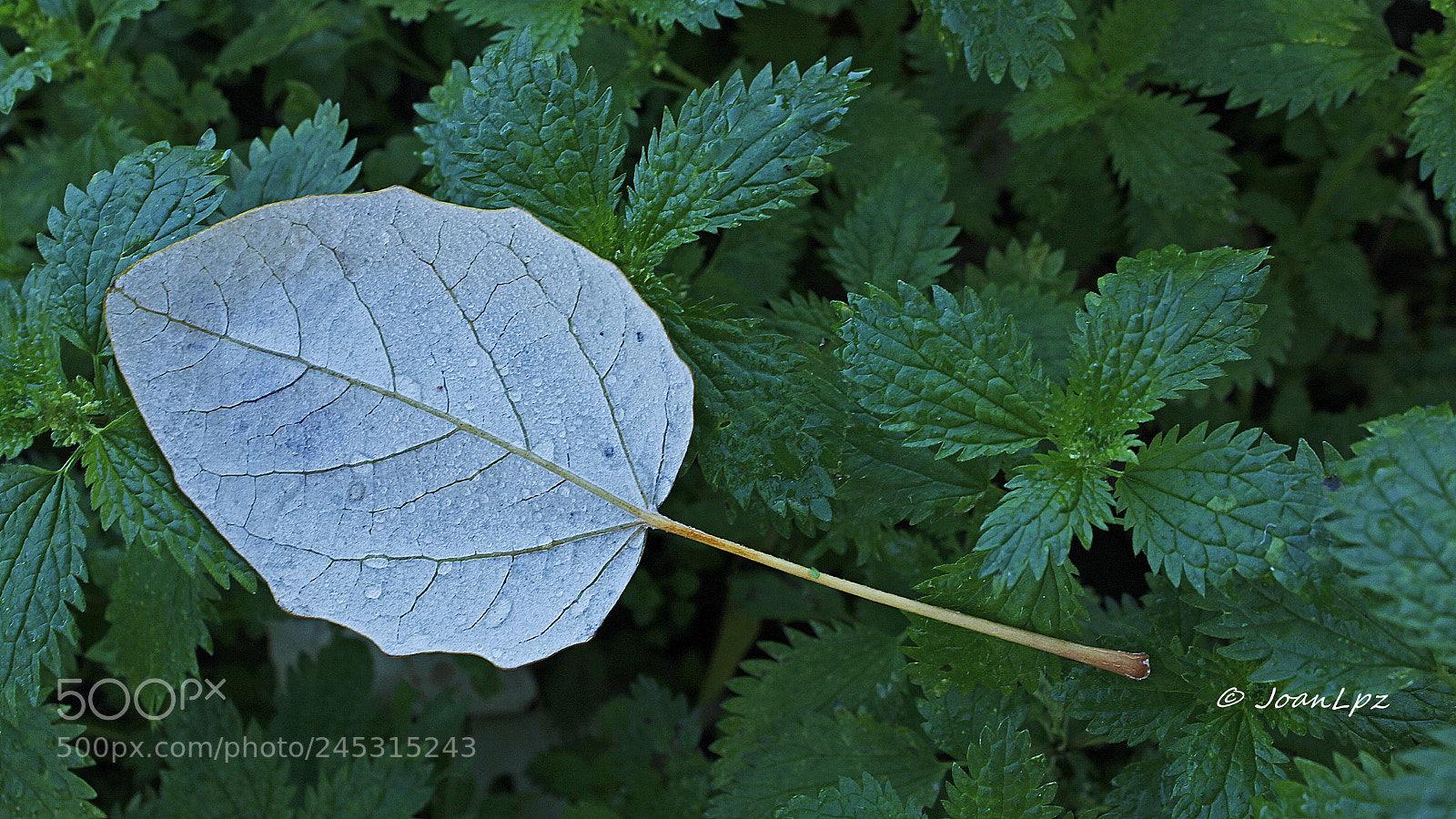 Canon EOS 60D sample photo. Hoja blanca photography