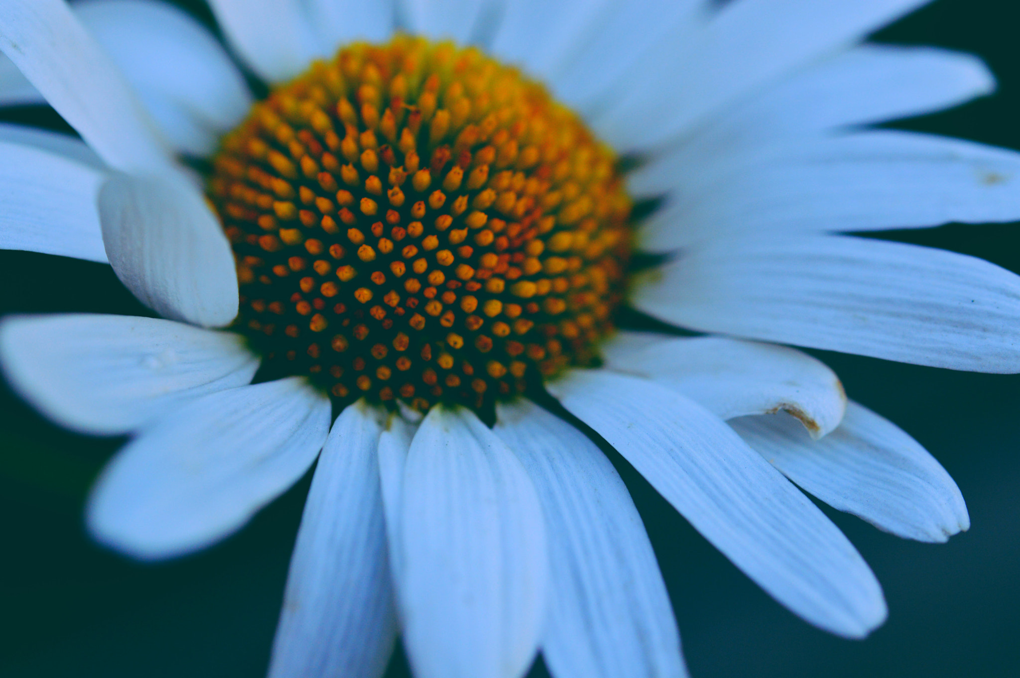 Nikon AF-S Micro-Nikkor 60mm F2.8G ED sample photo. So lovely photography