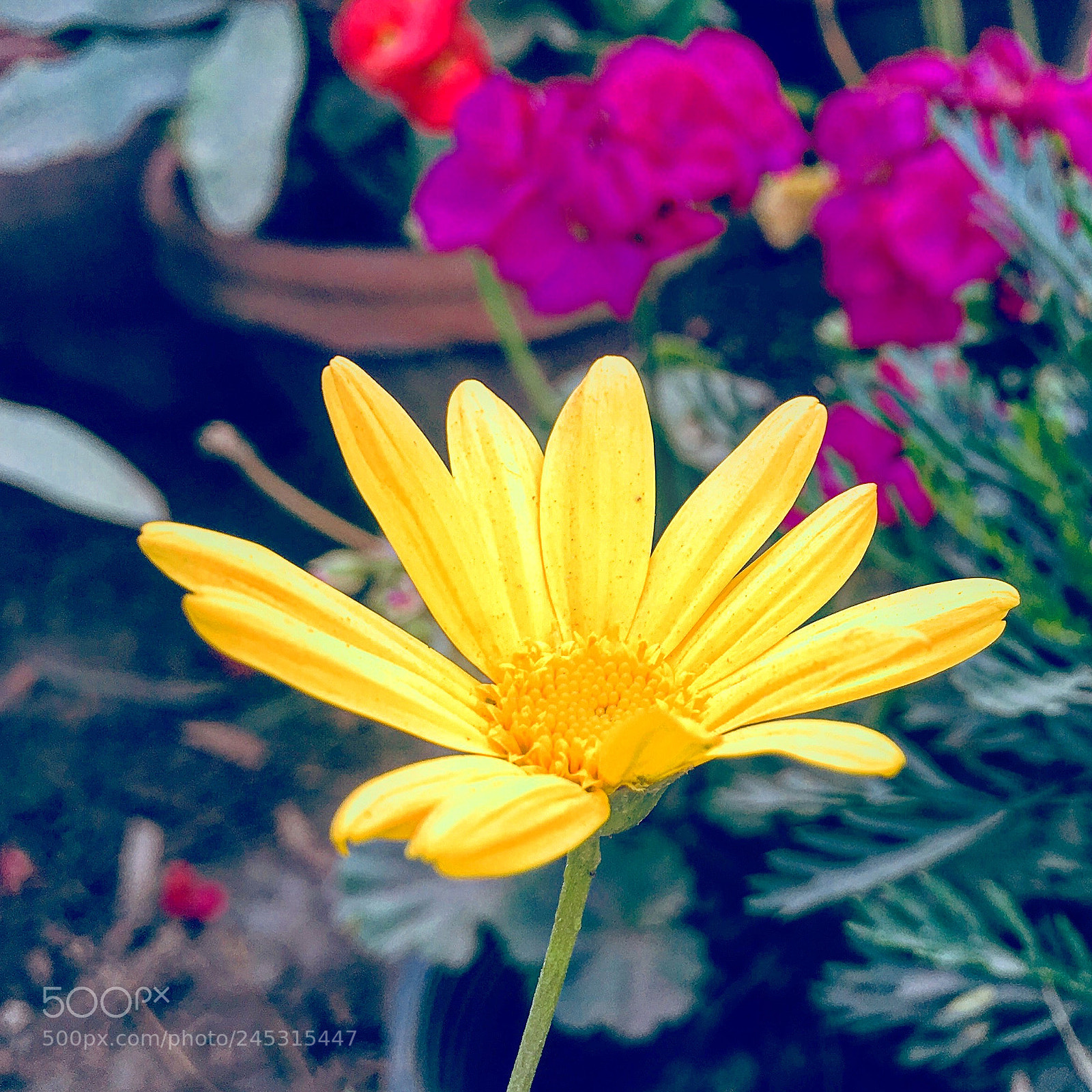 Apple iPhone 6s Plus sample photo. Untitled photography