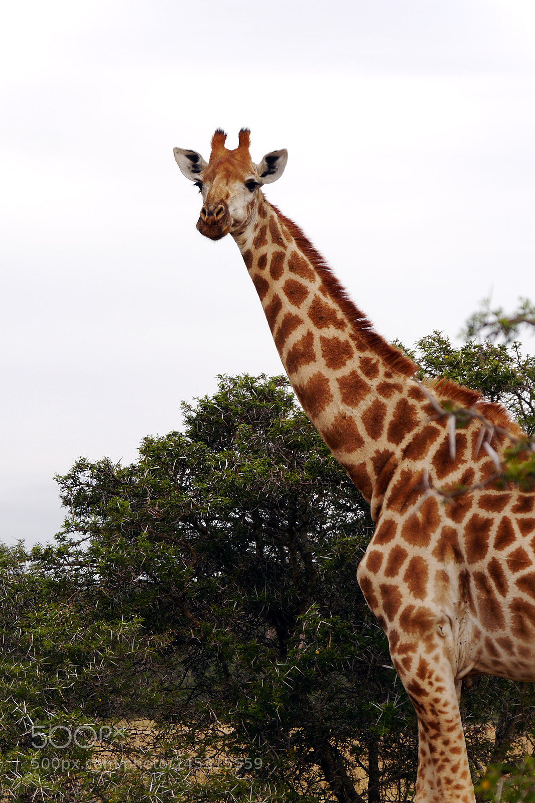 Panasonic Lumix DMC-G5 sample photo. Giraffe in south africa photography