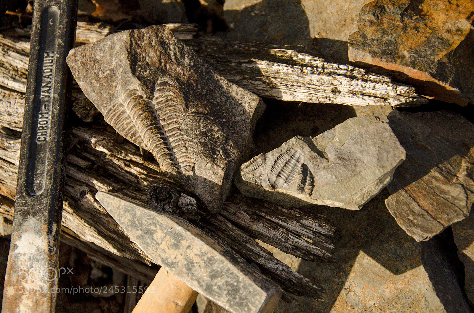 Nikon D5100 sample photo. The first trilobite ii photography