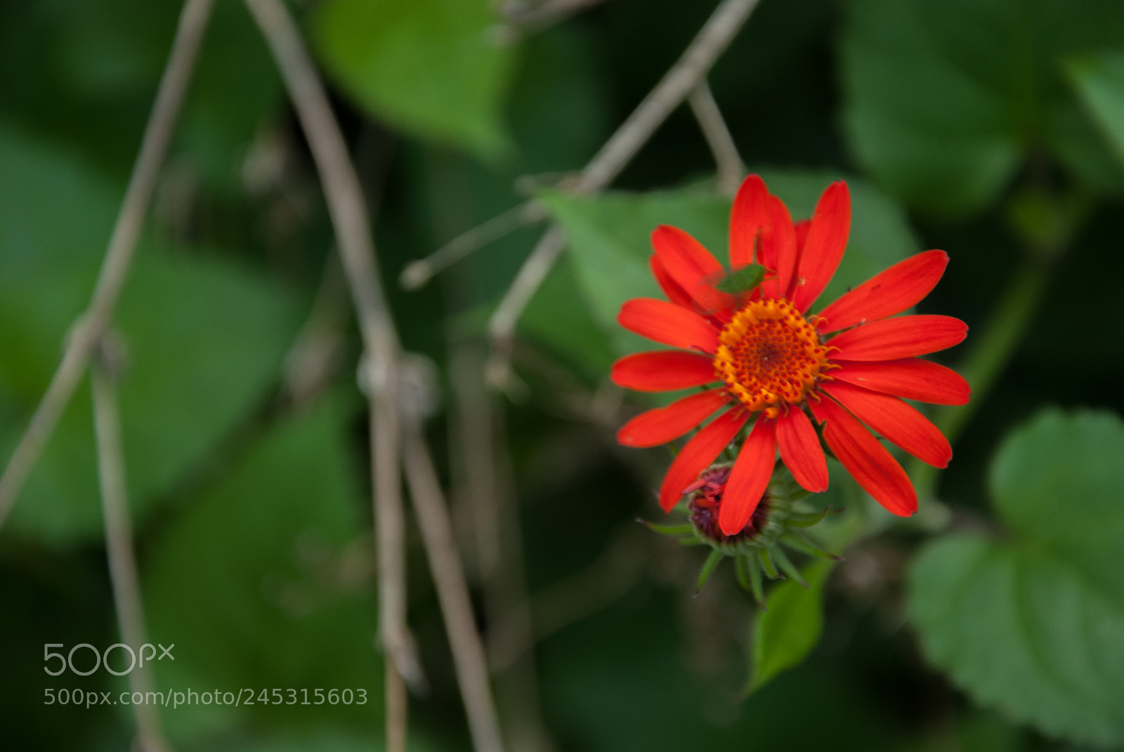 Nikon D80 sample photo. Flor vermelha photography