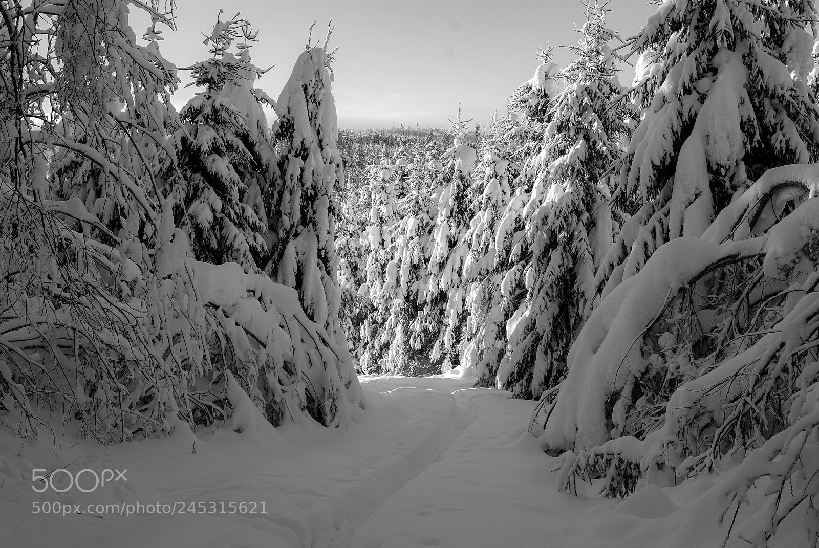 Nikon D80 sample photo. Winter forrest photography