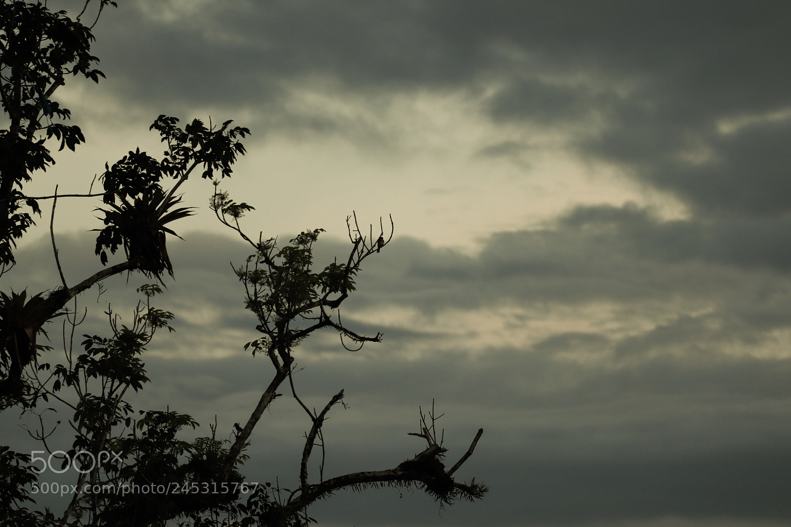 Canon EOS 77D (EOS 9000D / EOS 770D) sample photo. " the bird" photography