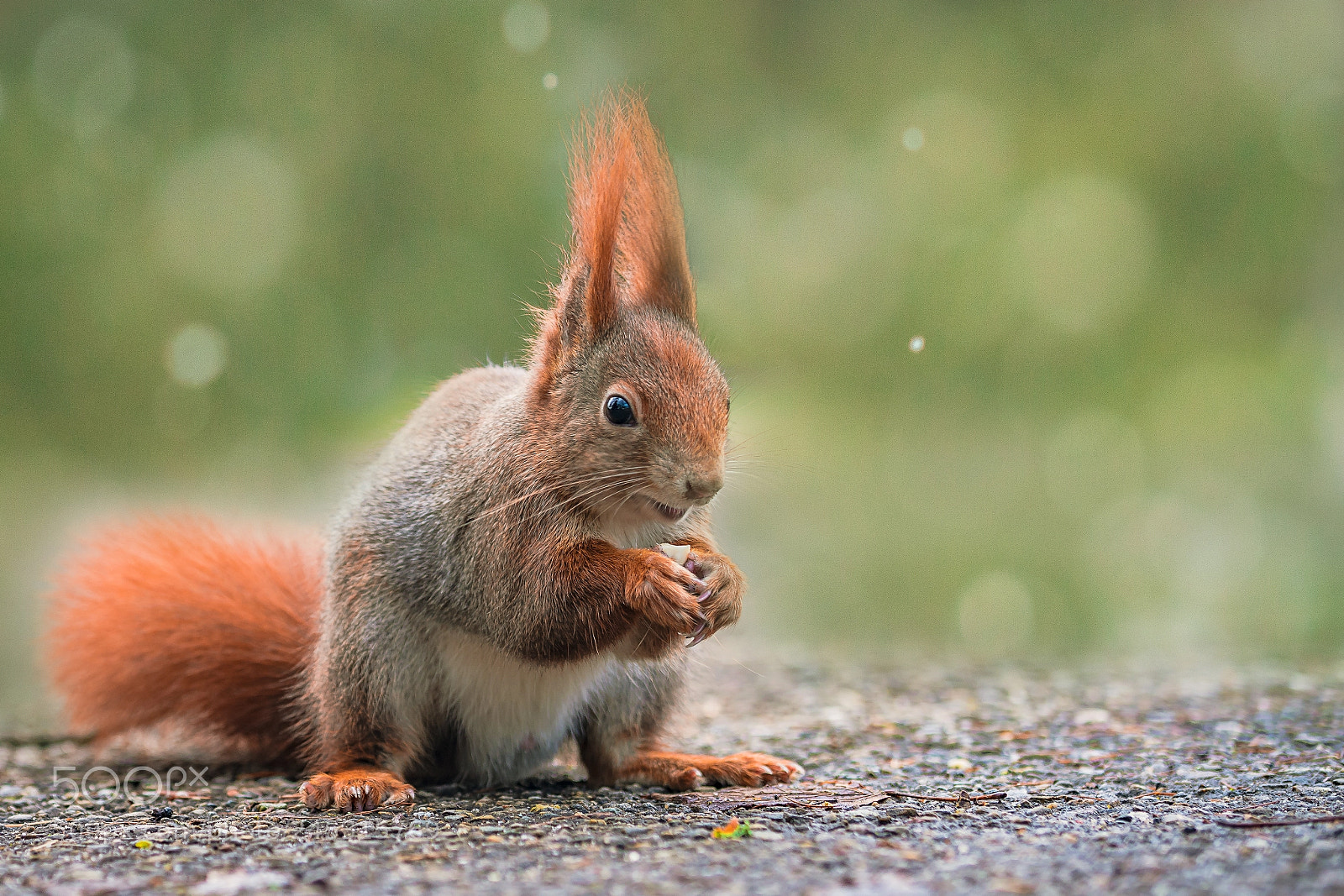 Sony a7R II sample photo. Eichhörnchen photography