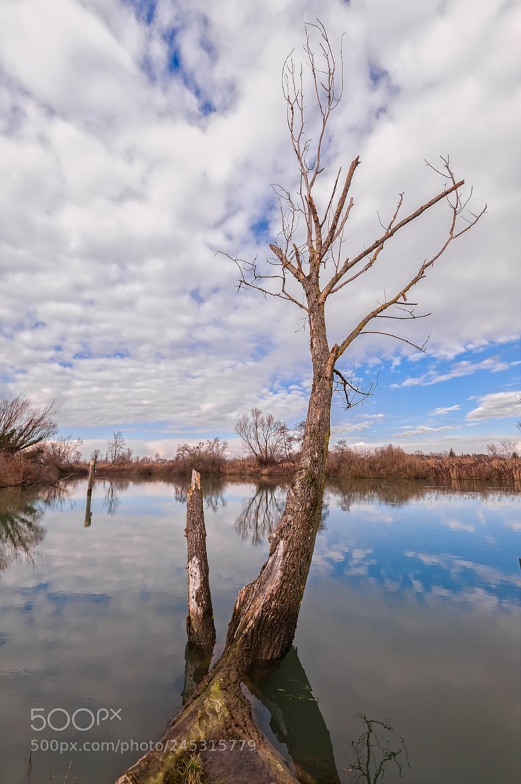 Nikon D700 sample photo. Old tree on the photography