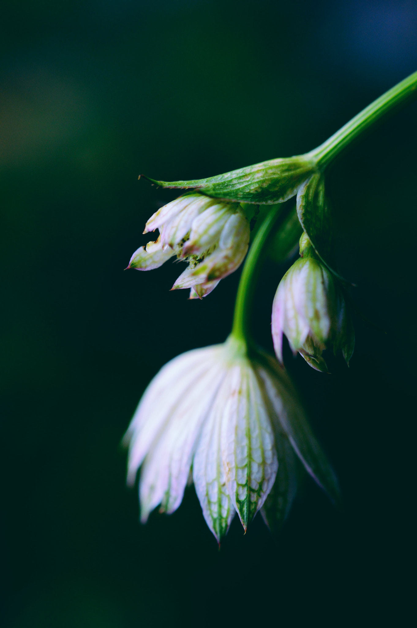 Nikon AF-S Micro-Nikkor 60mm F2.8G ED sample photo. I love this shot photography