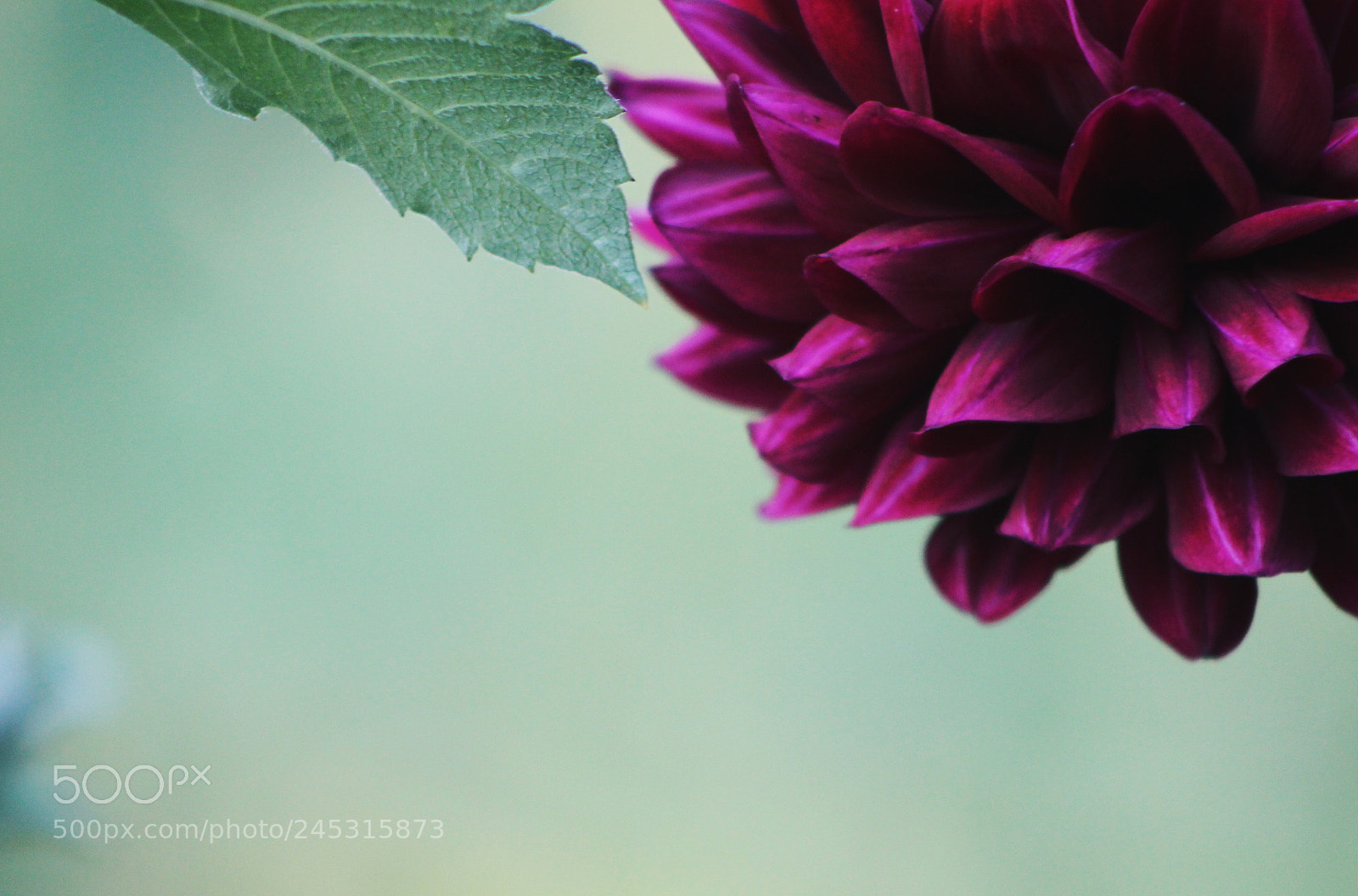 Canon EOS 500D (EOS Rebel T1i / EOS Kiss X3) sample photo. Watch details photography