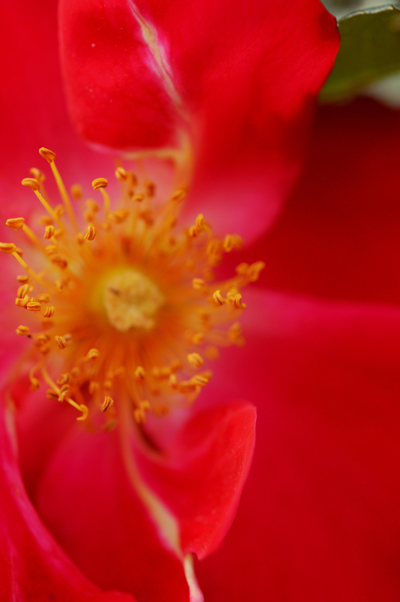 Nikon AF-S Micro-Nikkor 60mm F2.8G ED sample photo. Miss colors like these photography