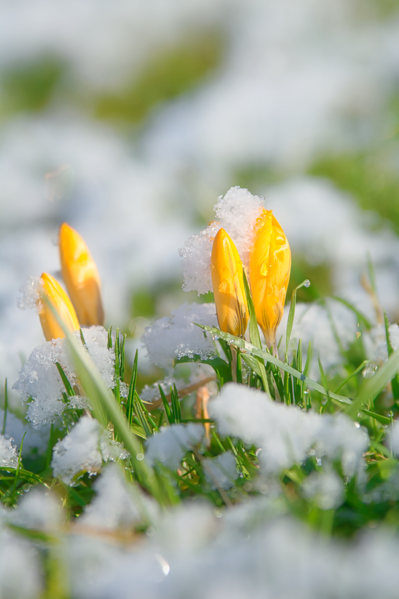 Nikon D7100 + Sigma 70-200mm F2.8 EX DG OS HSM sample photo. Krokus im schnee photography