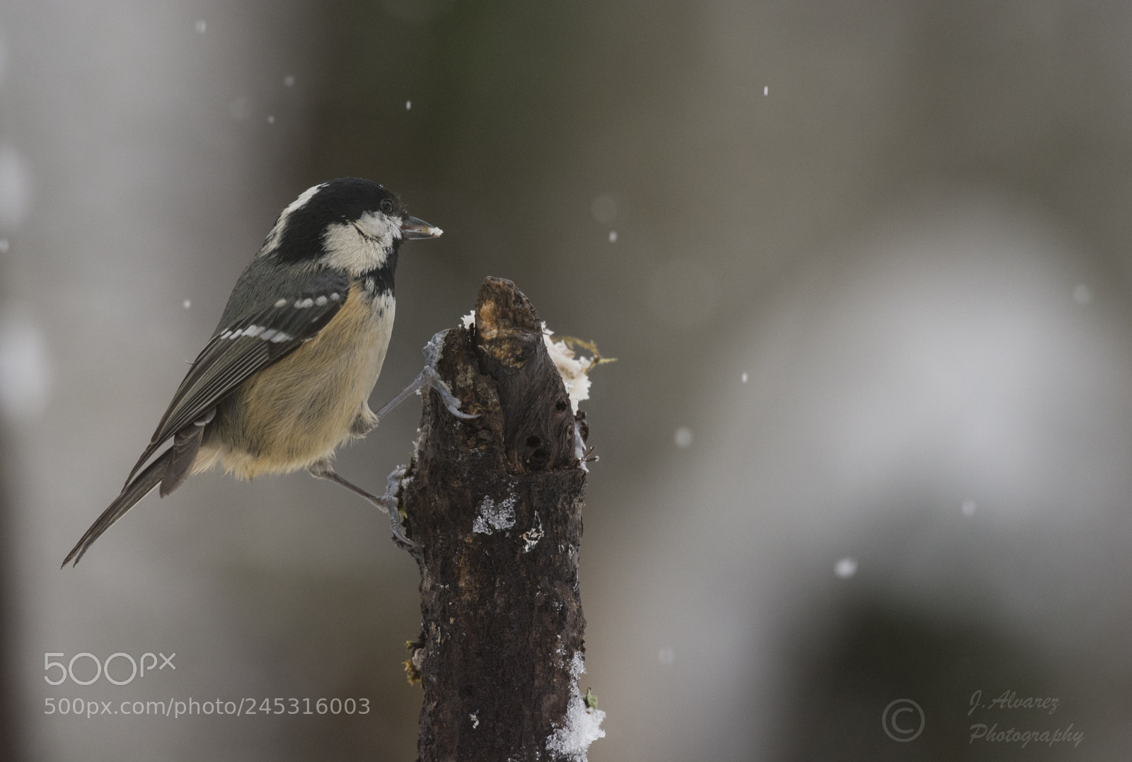 Nikon D7100 sample photo. Periparus ater photography