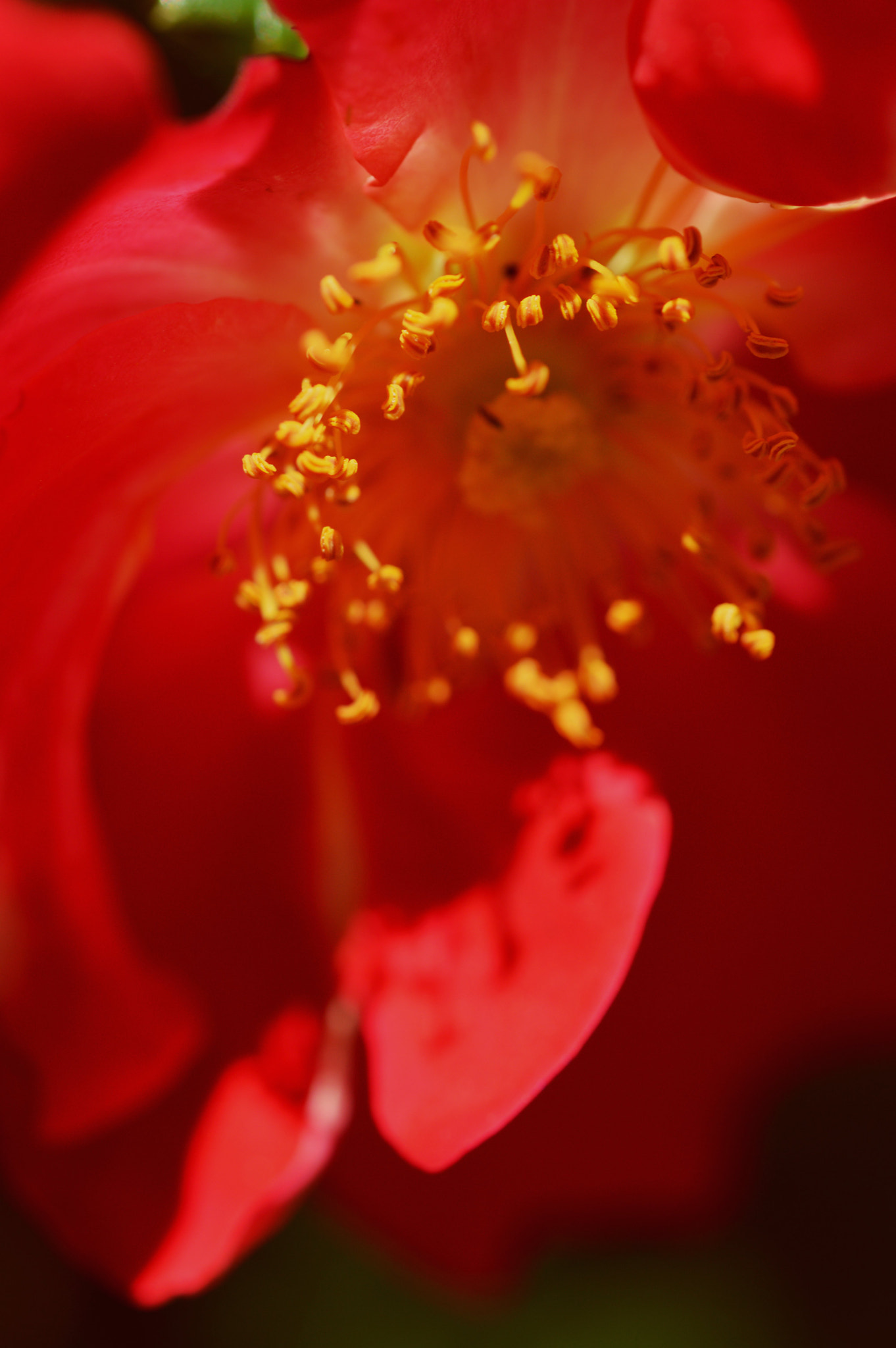 Nikon D3200 + Nikon AF-S Micro-Nikkor 60mm F2.8G ED sample photo. So much red photography