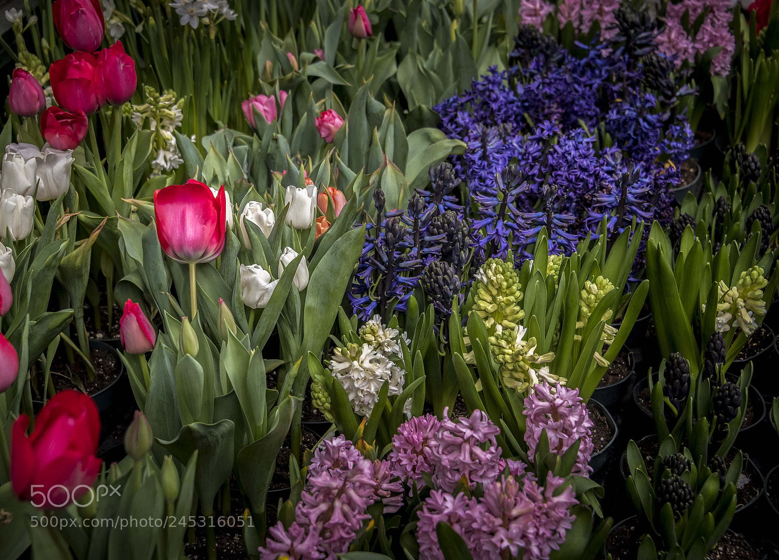 Nikon D850 sample photo. Sidewalk winter bloom photography