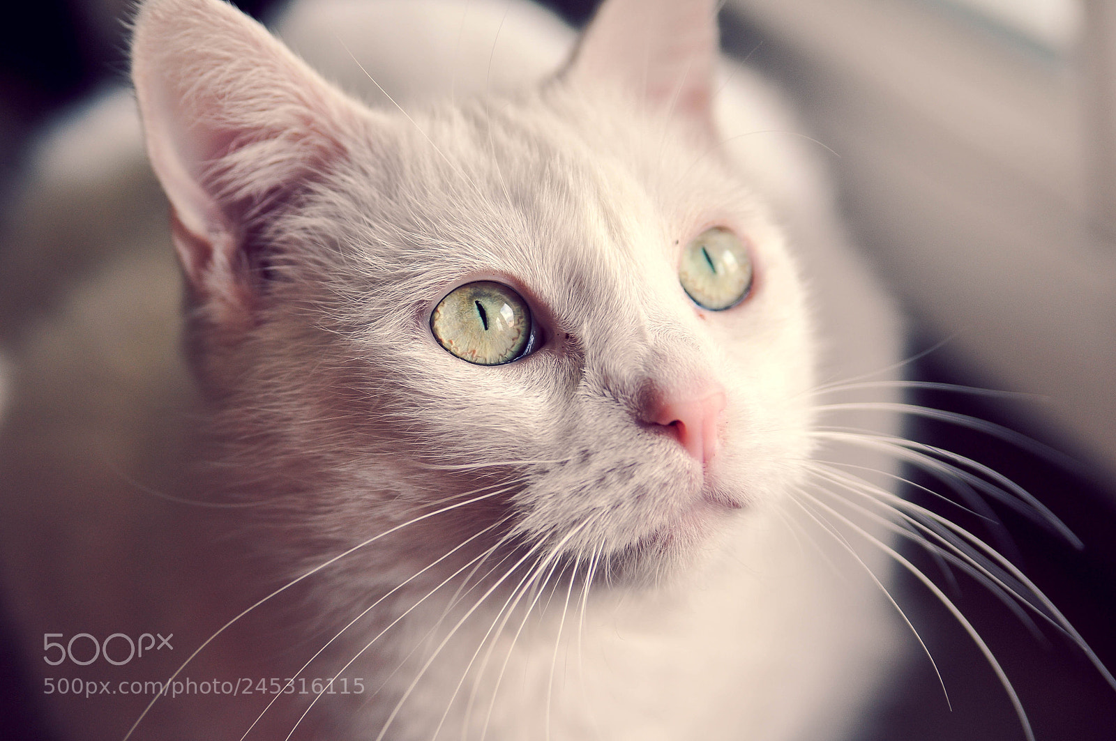 Nikon D300S sample photo. Luna photography