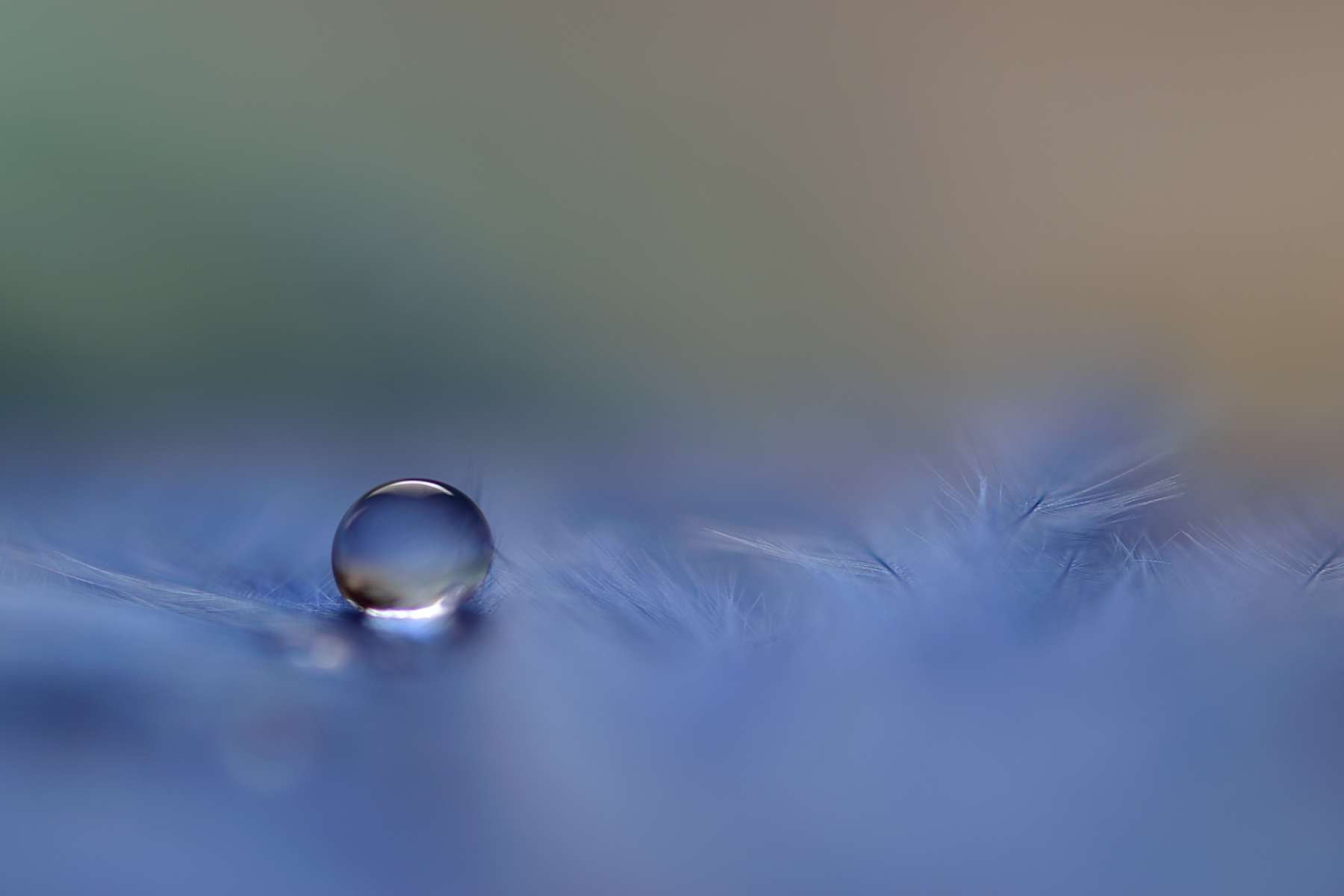 Sigma 105mm F2.8 EX DG OS HSM sample photo. Tear photography