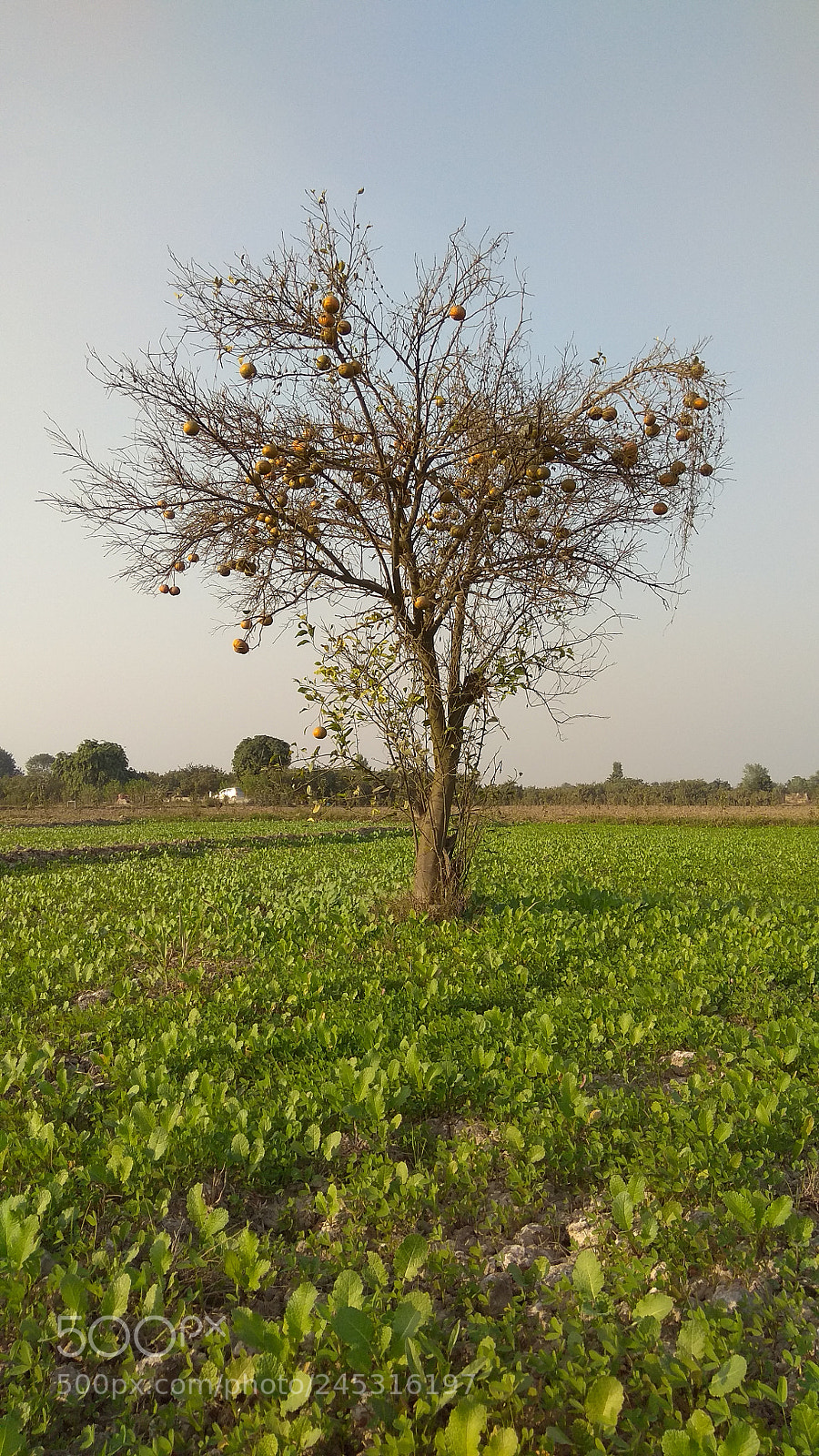 Xiaomi Redmi Note 4 sample photo. Untitled photography