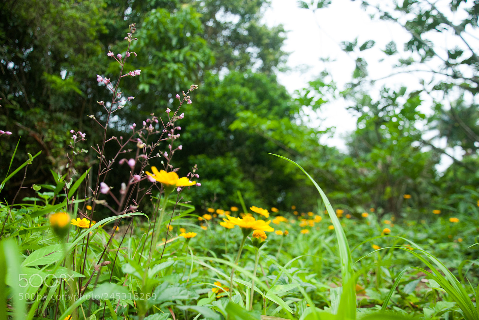 Nikon D80 sample photo. Flor amarela (de ) photography