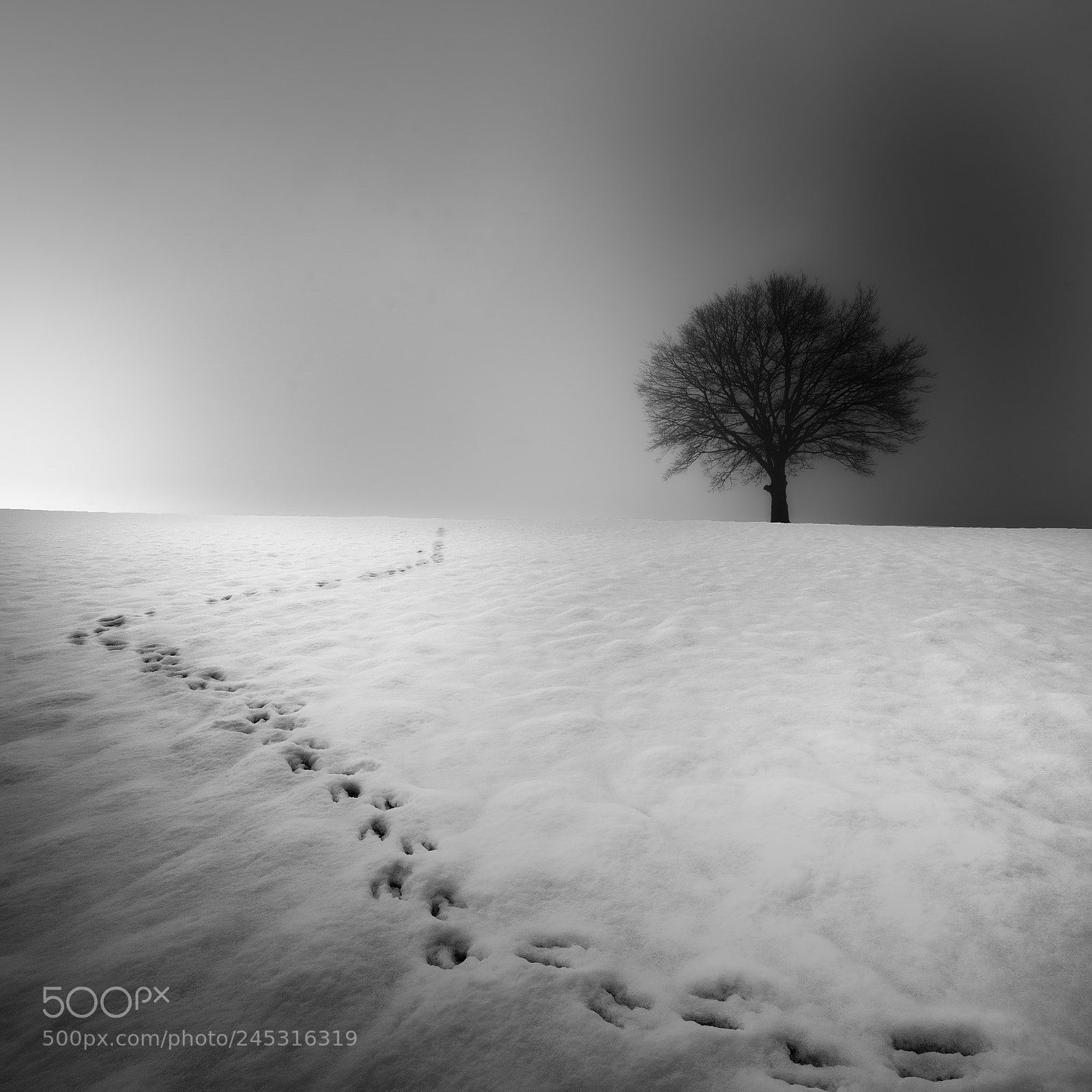 Nikon D810 sample photo. 0913. footprint track. photography