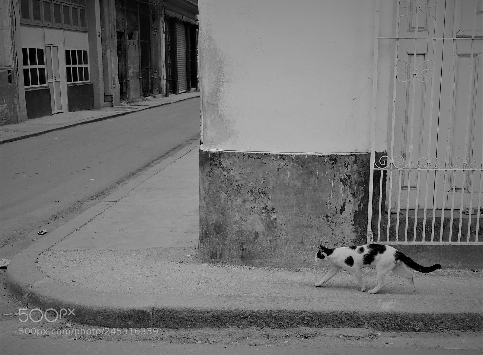 Olympus OM-D E-M10 II sample photo. Stray cat living on photography