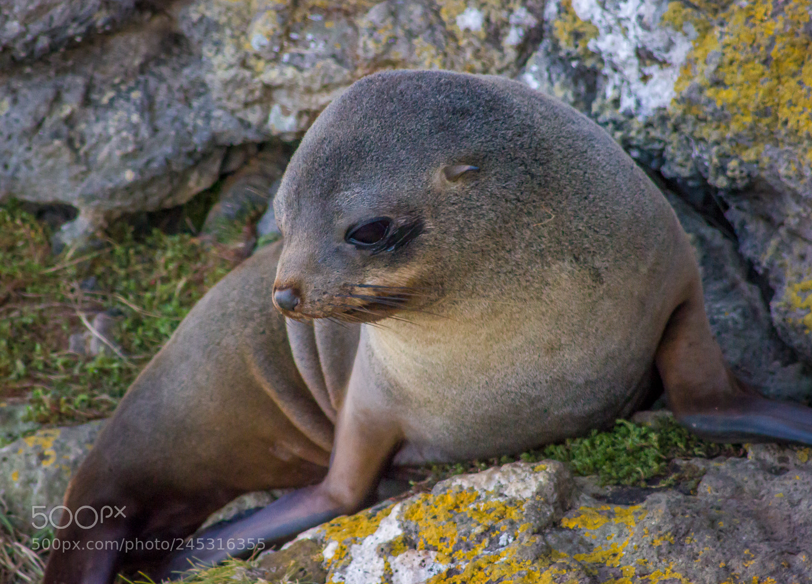 Canon EOS 550D (EOS Rebel T2i / EOS Kiss X4) sample photo. Young seal photography