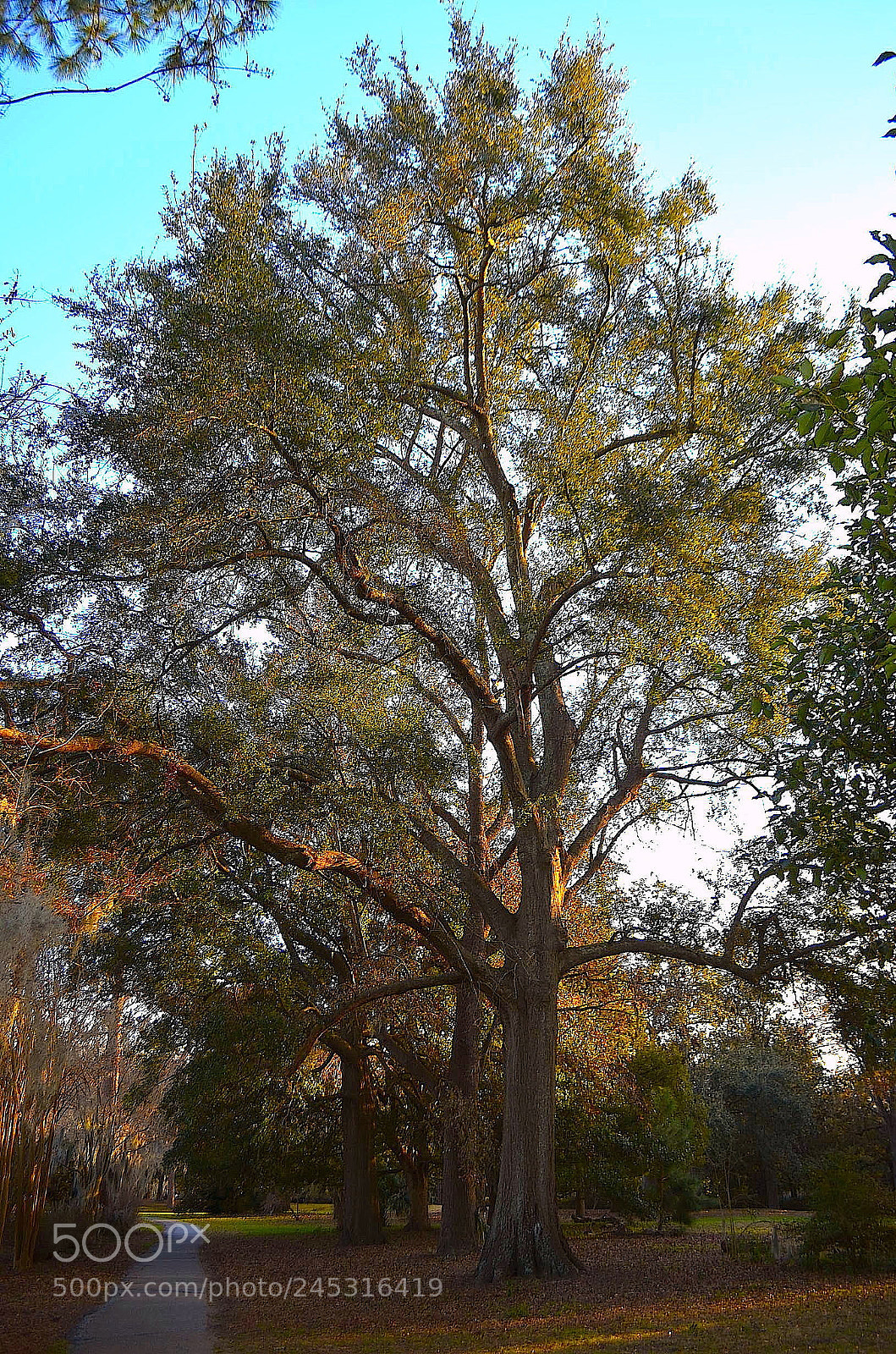Nikon D5100 sample photo. Hampton park charleston, south photography