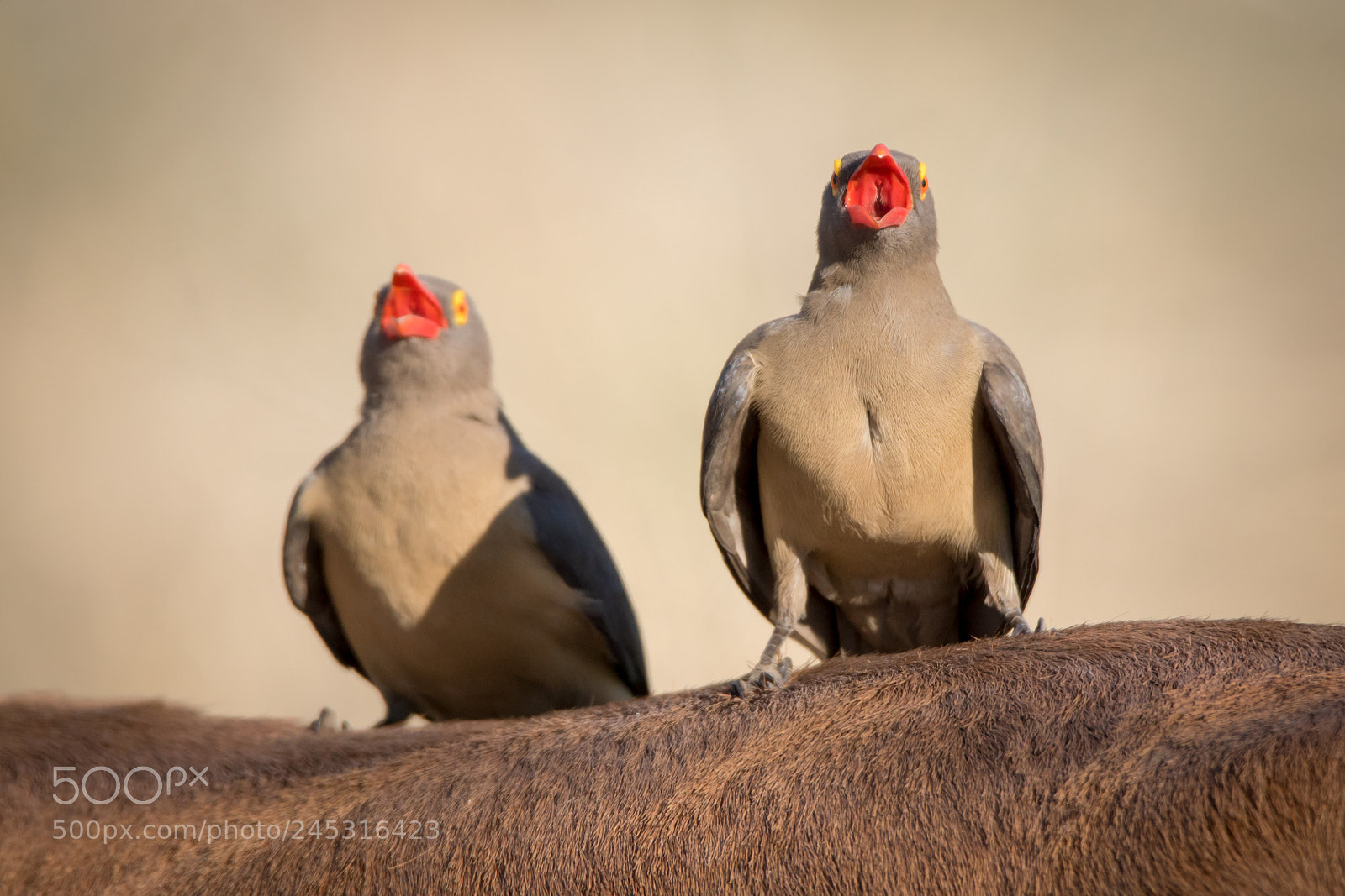 Sony ILCA-77M2 sample photo. Tweedledum and tweedledee i photography