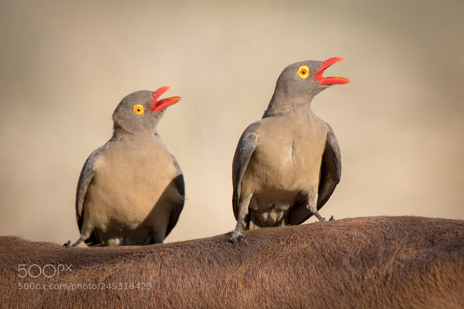 Sony ILCA-77M2 sample photo. Tweedledum and tweedledee ii photography