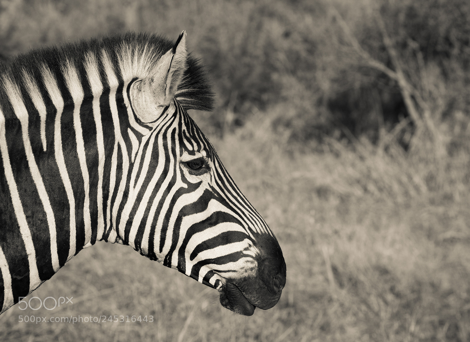 Sony ILCA-77M2 sample photo. Zebra photography