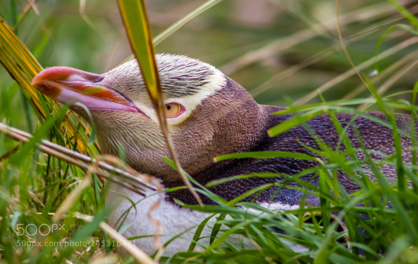 Canon EOS 550D (EOS Rebel T2i / EOS Kiss X4) sample photo. Penguin close up photography