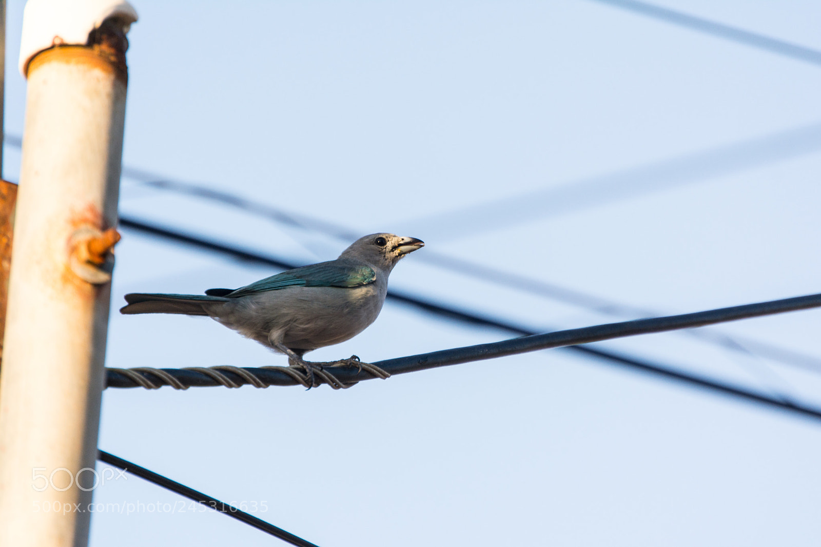 Nikon D5200 sample photo. Tangara sayaca photography
