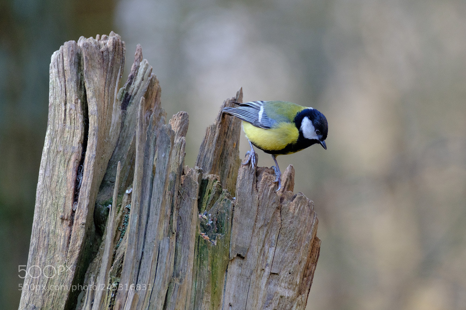 Fujifilm X-T2 sample photo. Mésange photography