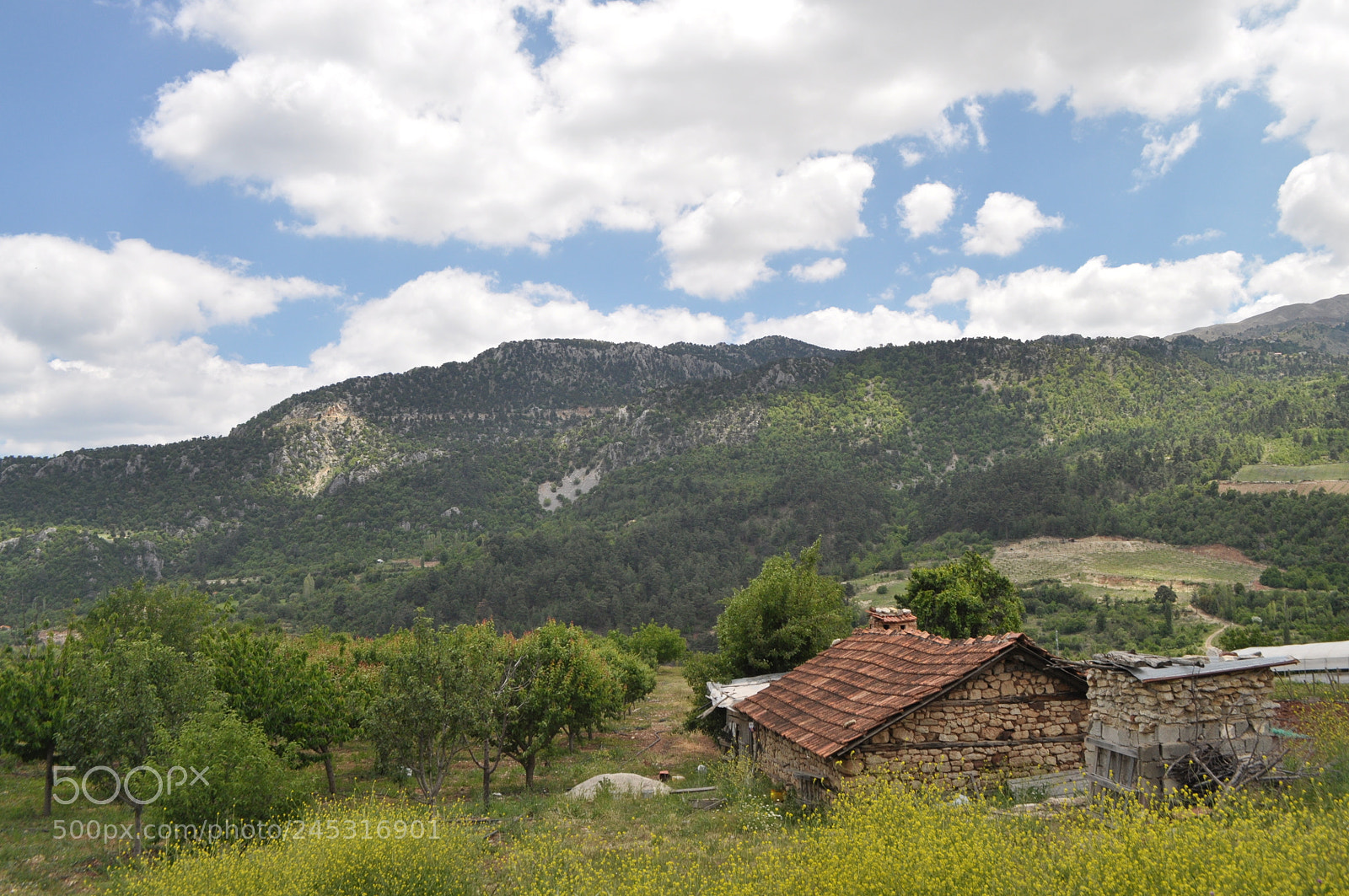 Nikon D5000 sample photo. Dream house photography