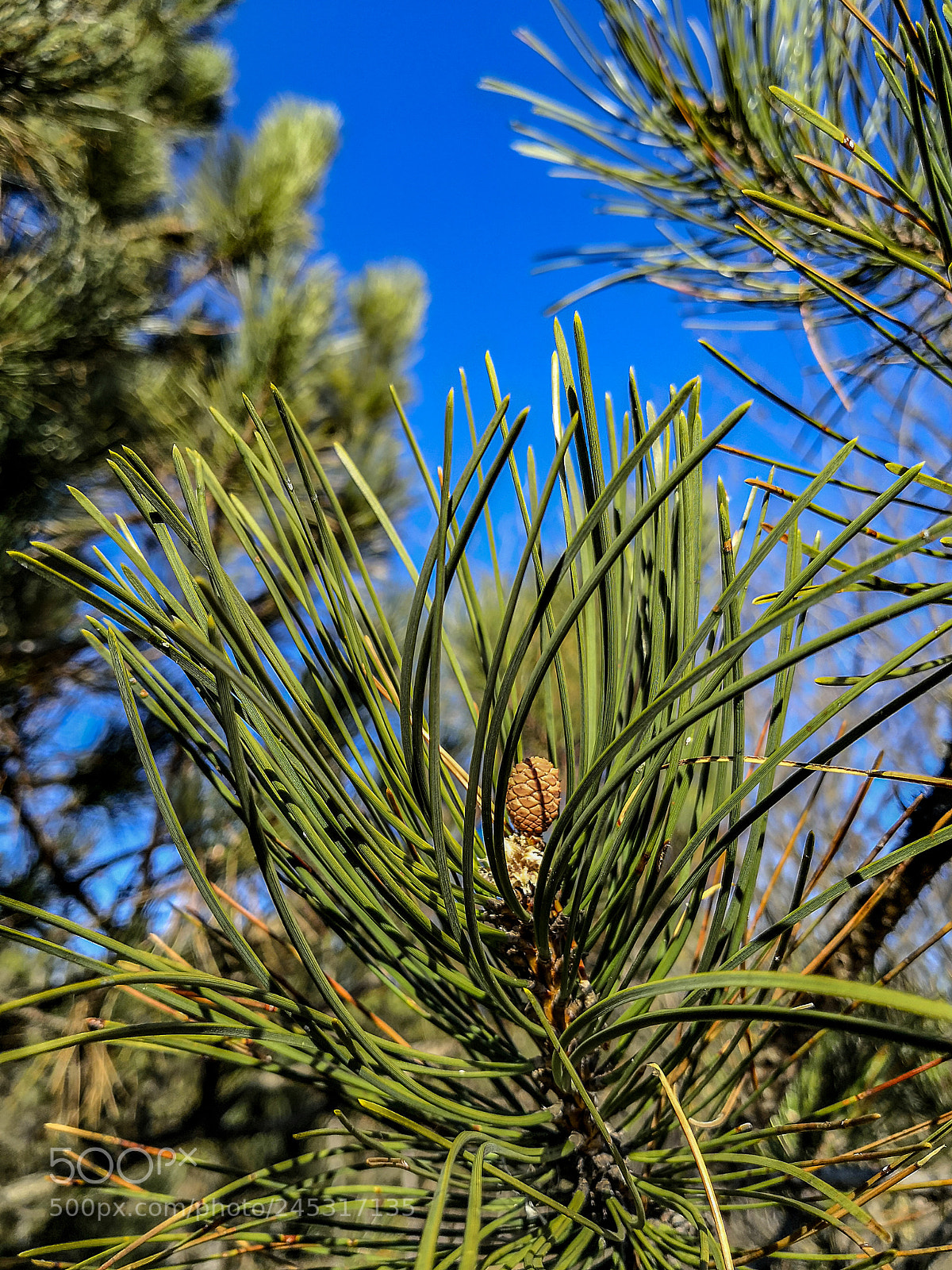 HUAWEI Mate 10 Pro sample photo. Pine-tree photography