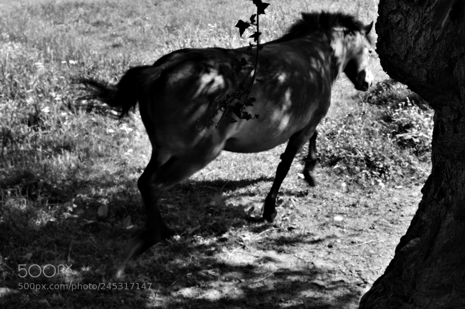 Nikon D3100 sample photo. Horse with no name photography