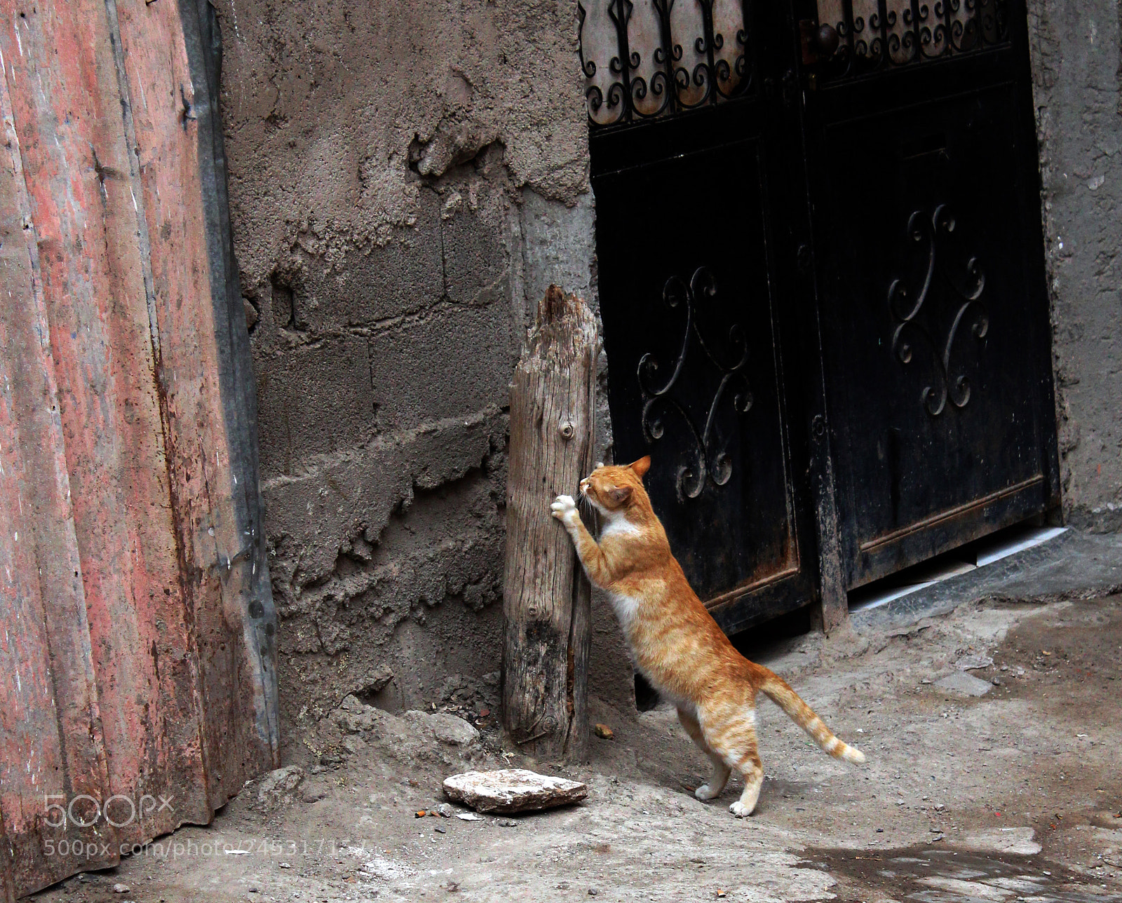 Canon EOS 650D (EOS Rebel T4i / EOS Kiss X6i) sample photo. Morocco cat.. photography