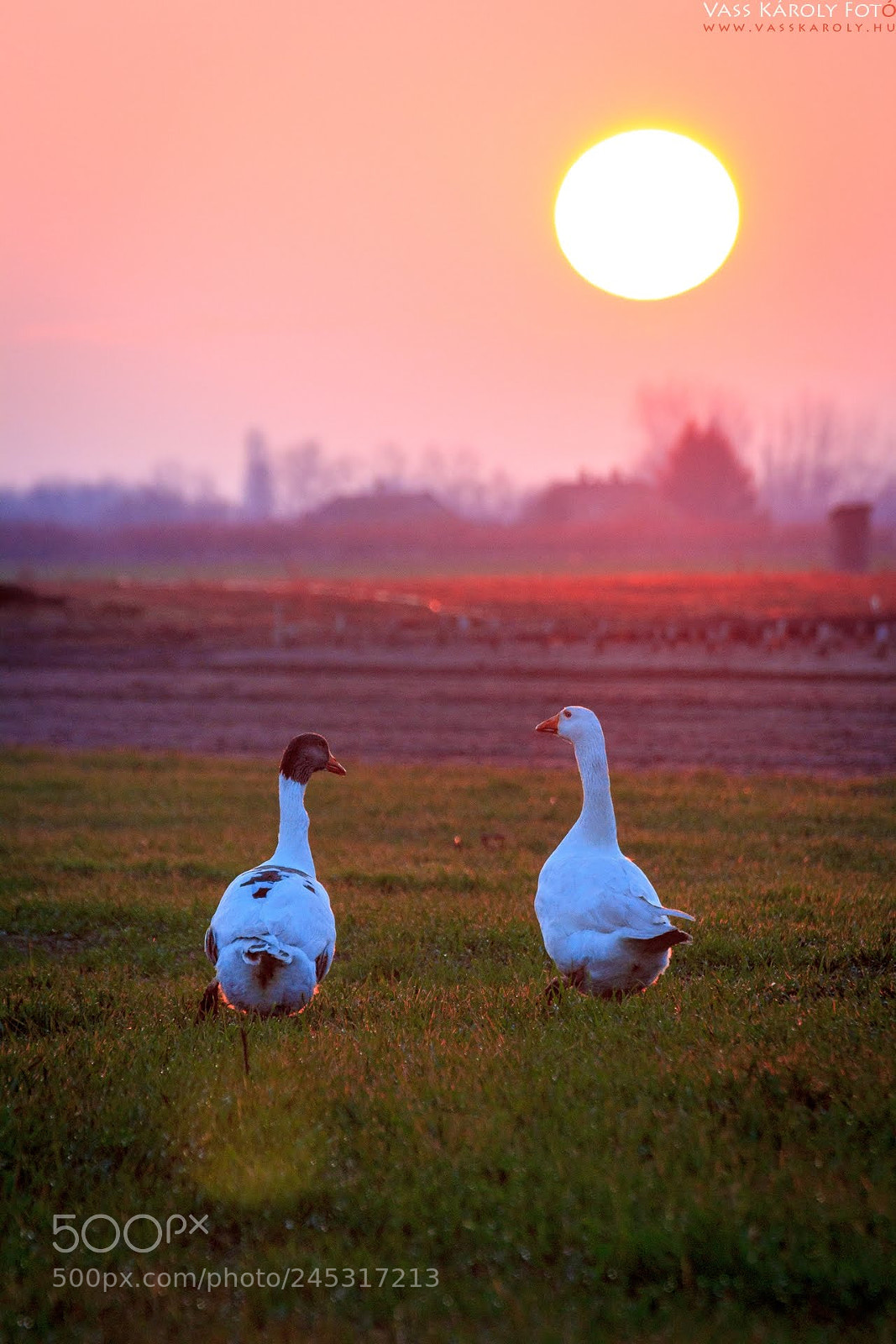 Canon EOS 60D sample photo. Rural sunset photography