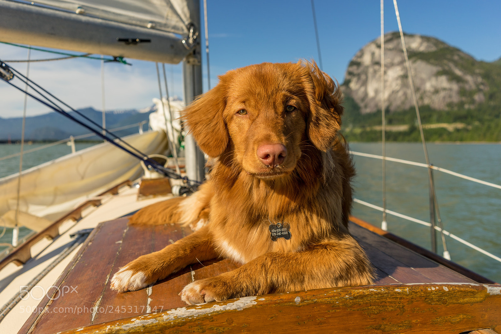 Sony a7 II sample photo. Dsc photography