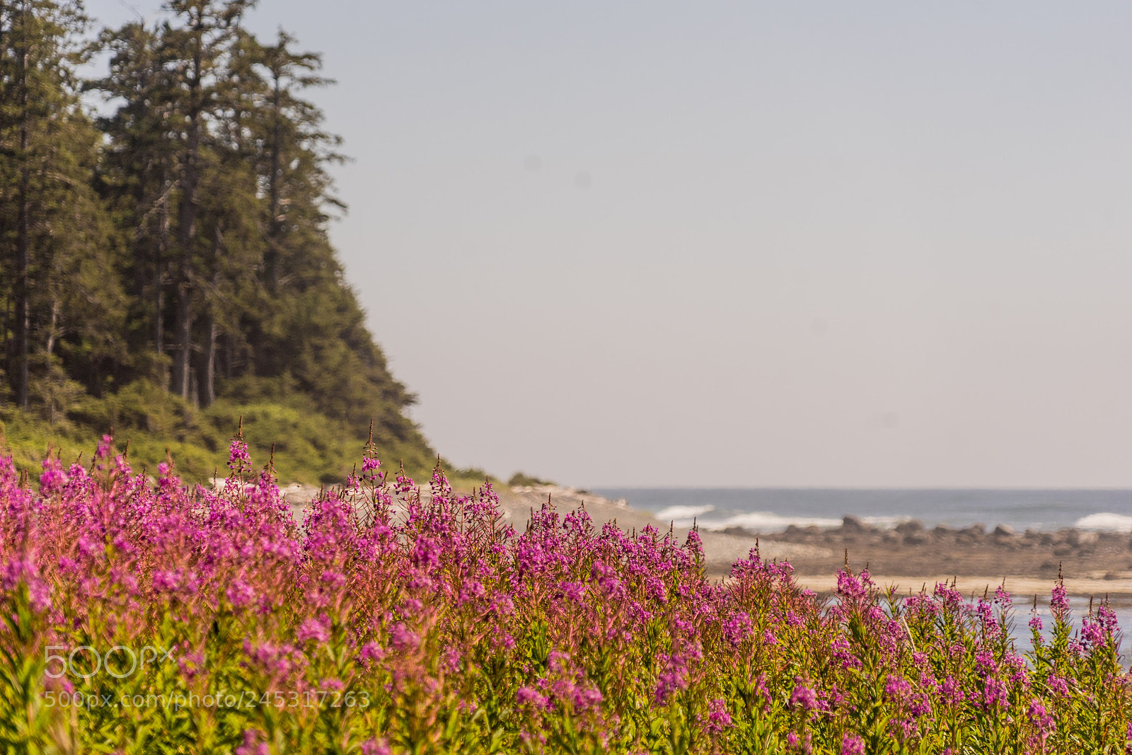 Sony a7 II sample photo. Dsc photography