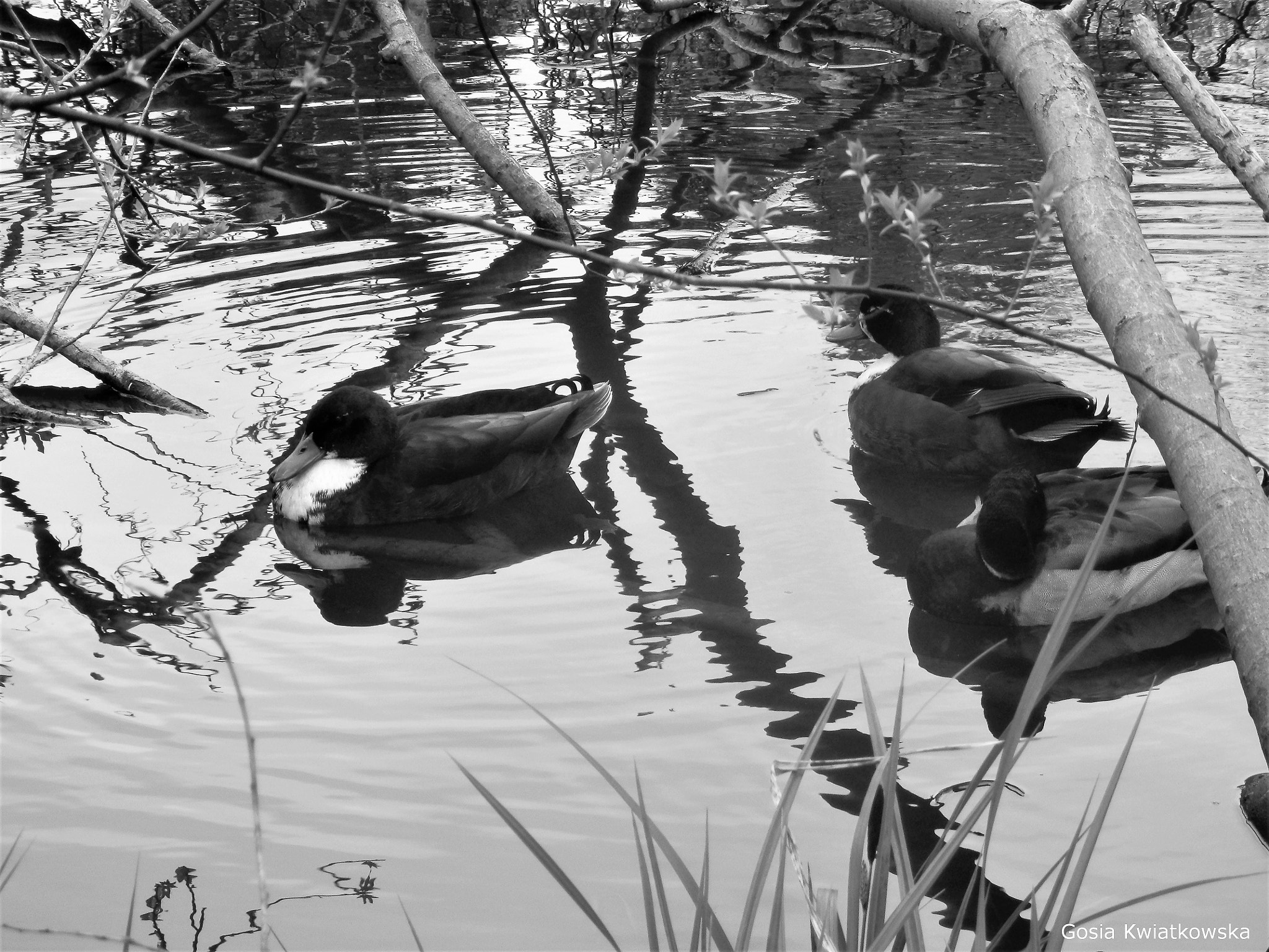 Olympus SZ-14 sample photo. Ducks at lynford photography